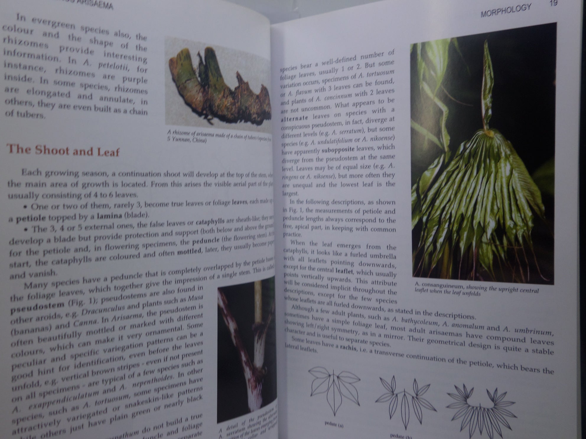 THE GENUS ARISAEMA: A MONOGRAPH FOR BOTANISTS AND NATURE LOVERS BY GUY GUSMAN 2006
