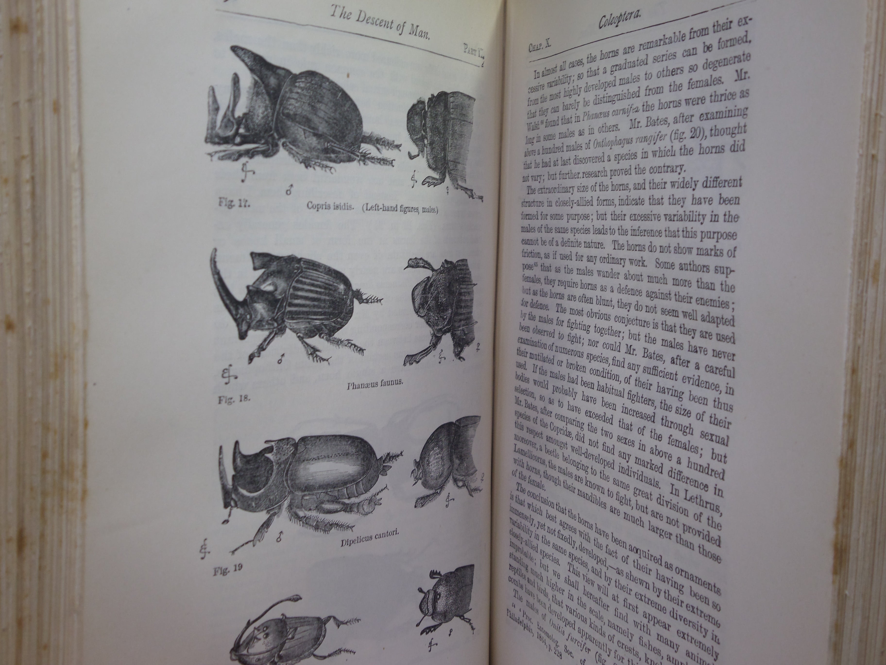THE DESCENT OF MAN BY CHARLES DARWIN 1890