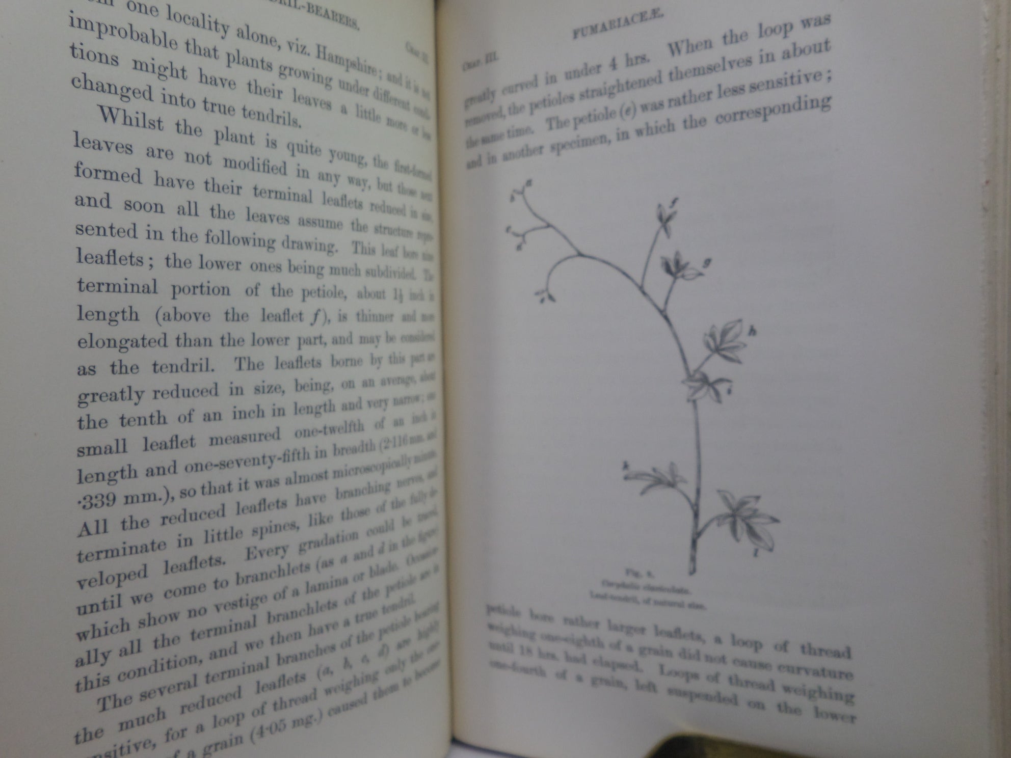 THE MOVEMENTS AND HABITS OF CLIMBING PLANTS BY CHARLES DARWIN 1875