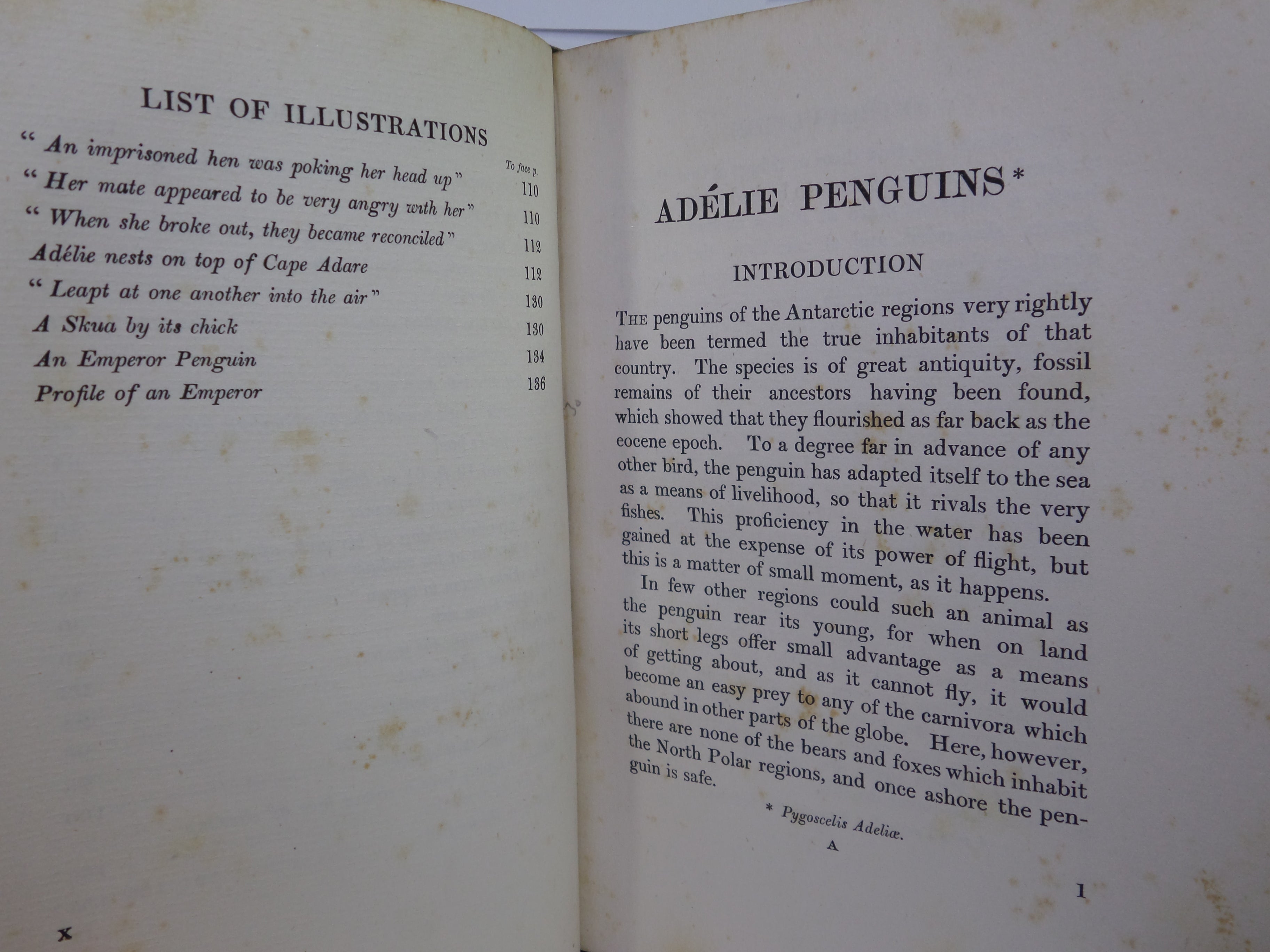 ANTARCTIC PENGUINS BY DR G. MURRAY LEVICK 1914 FIRST EDITION