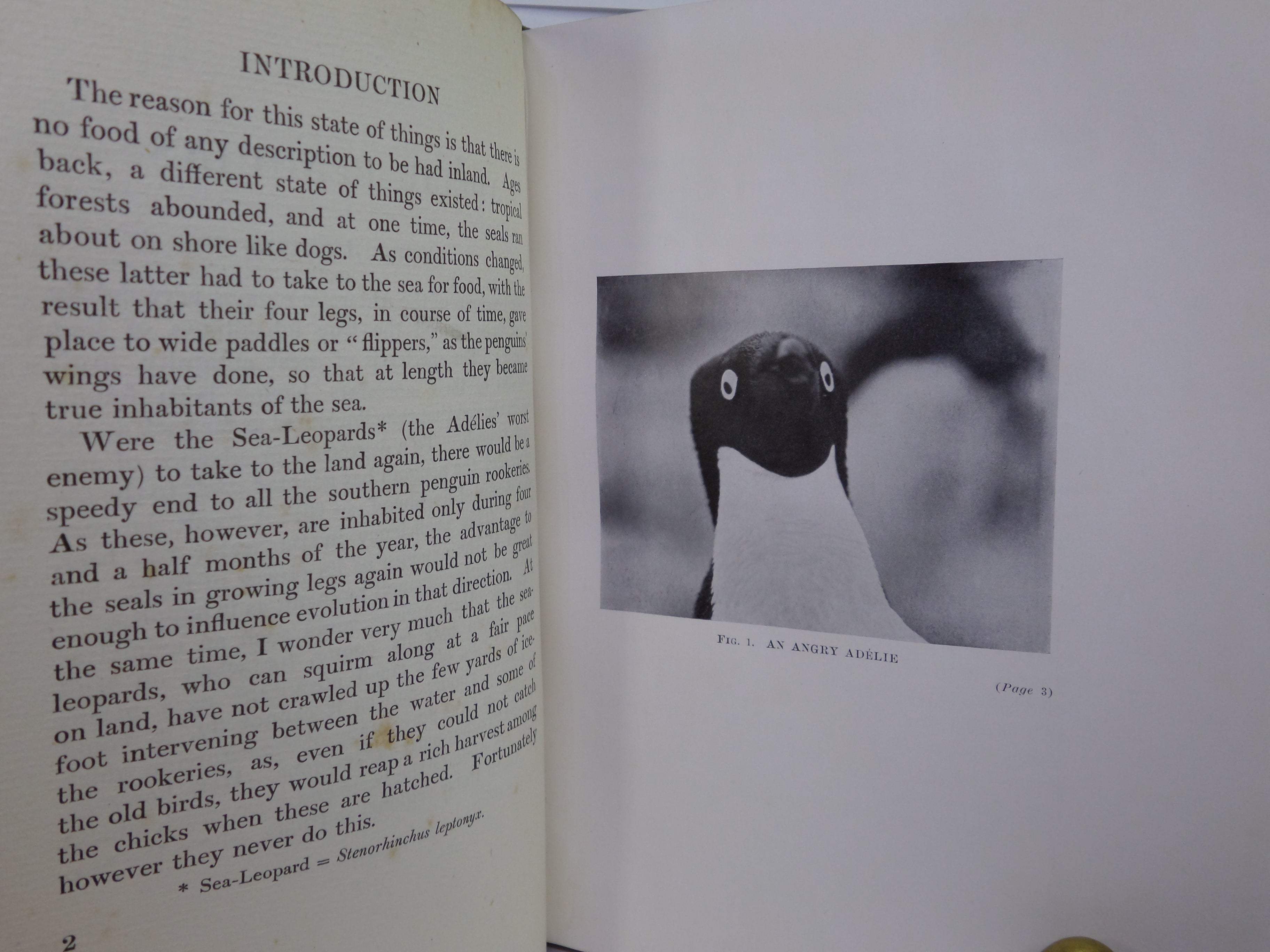 ANTARCTIC PENGUINS BY DR G. MURRAY LEVICK 1914 FIRST EDITION