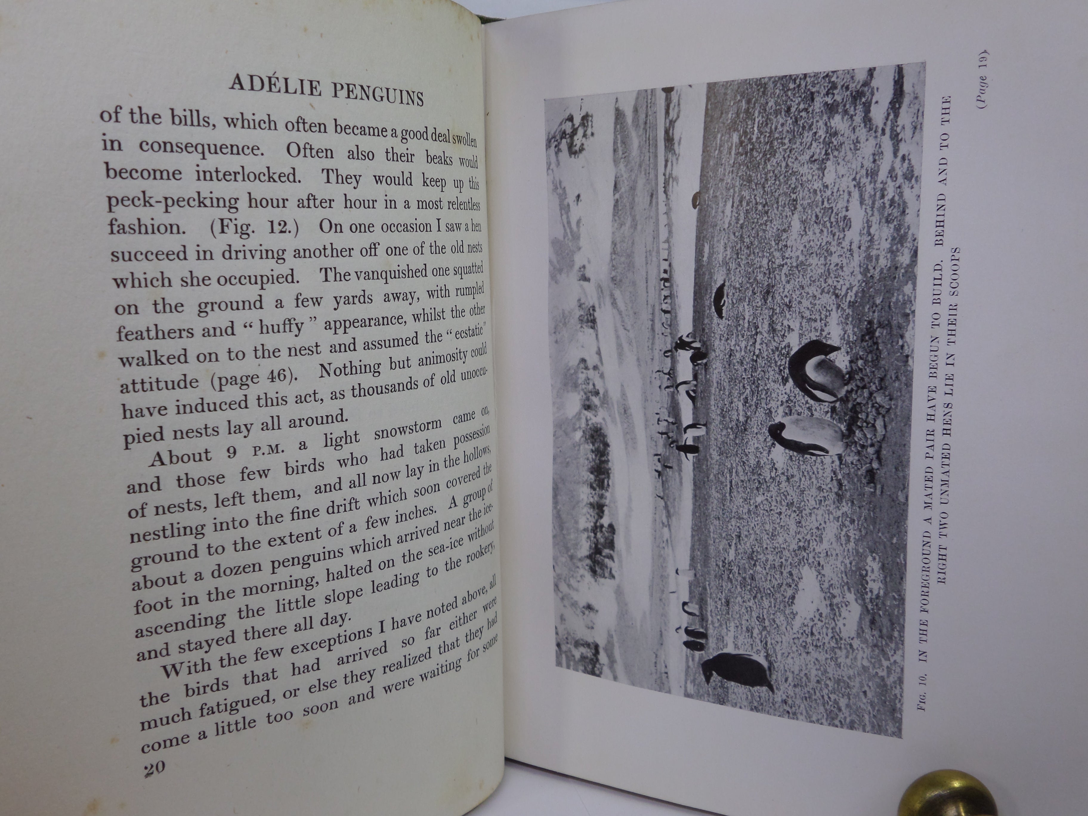 ANTARCTIC PENGUINS BY DR G. MURRAY LEVICK 1914 FIRST EDITION