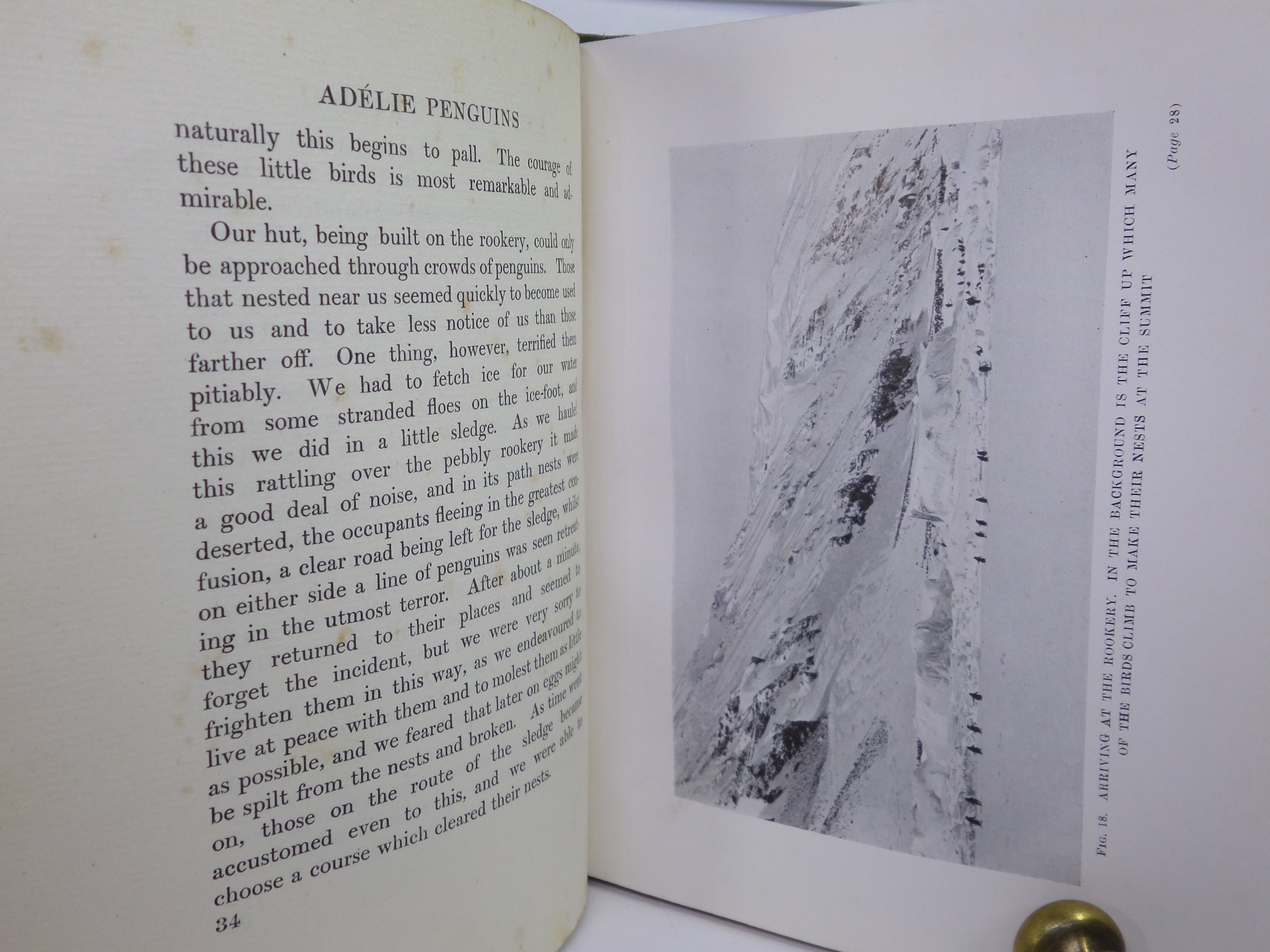 ANTARCTIC PENGUINS BY DR G. MURRAY LEVICK 1914 FIRST EDITION