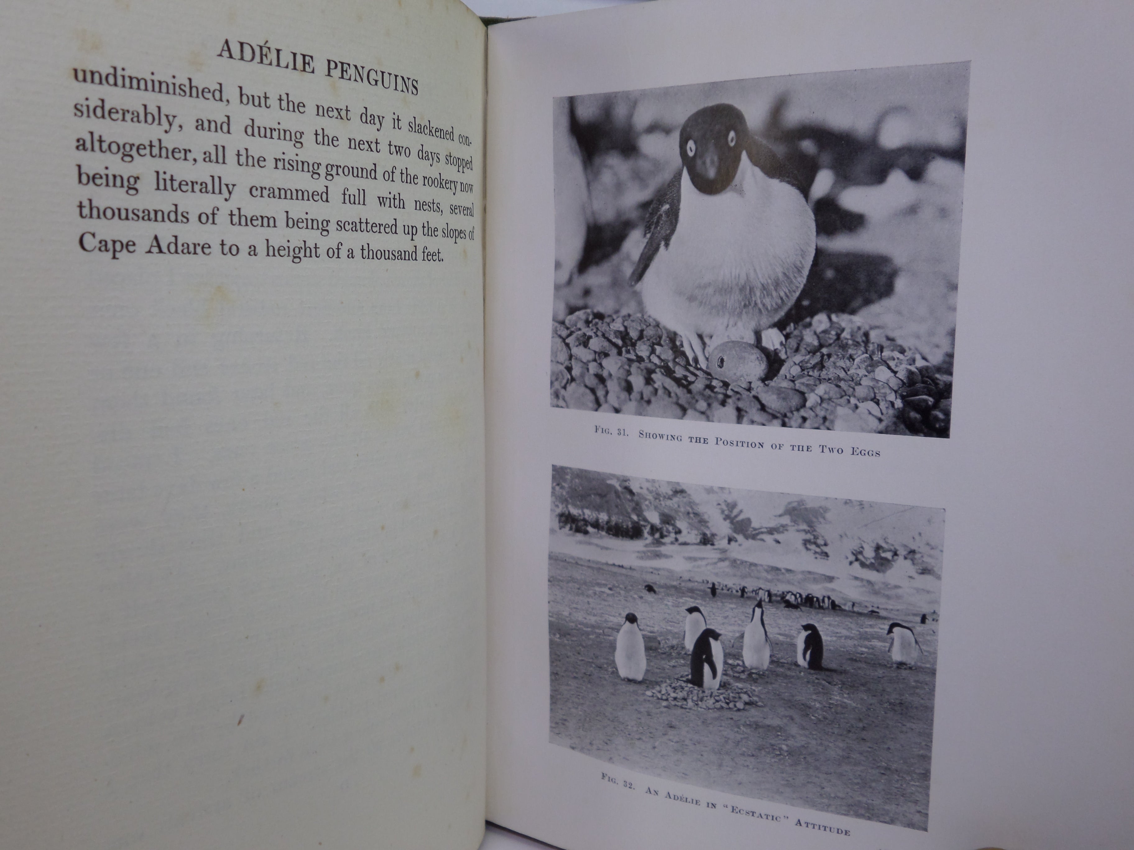 ANTARCTIC PENGUINS BY DR G. MURRAY LEVICK 1914 FIRST EDITION
