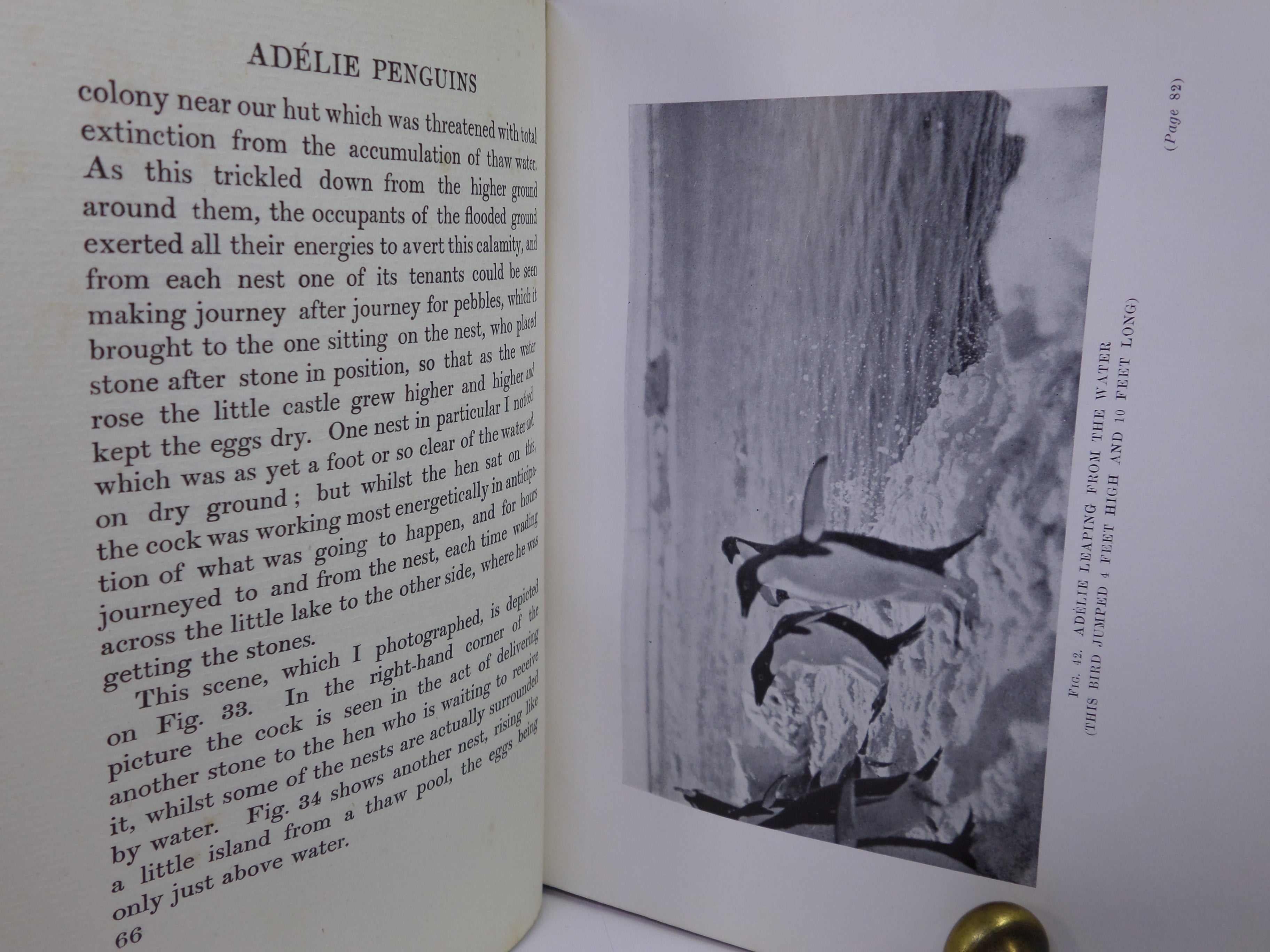 ANTARCTIC PENGUINS BY DR G. MURRAY LEVICK 1914 FIRST EDITION