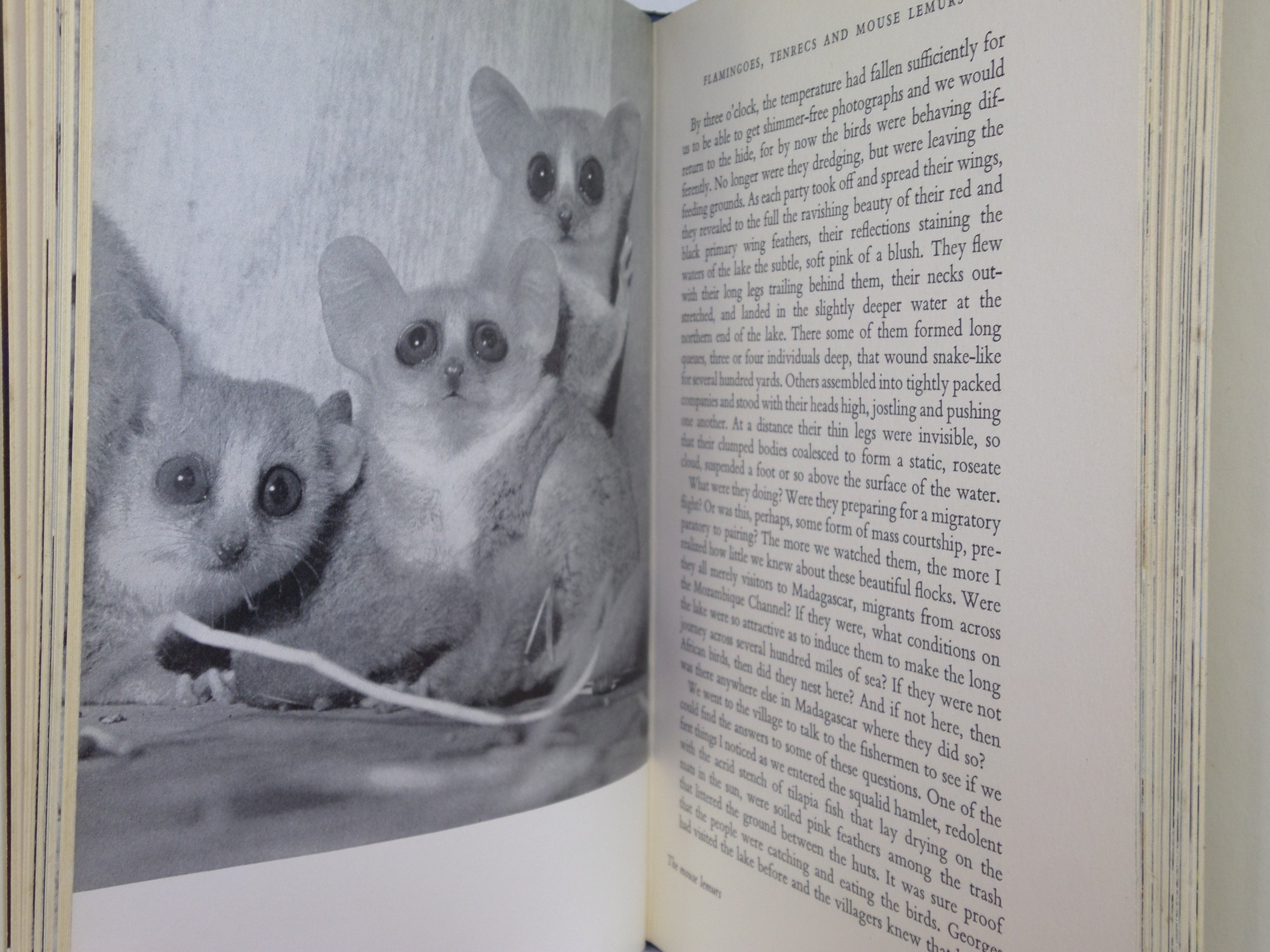 ZOO QUEST TO MADAGASCAR BY DAVID ATTENBOROUGH 1961 SIGNED FIRST EDITION