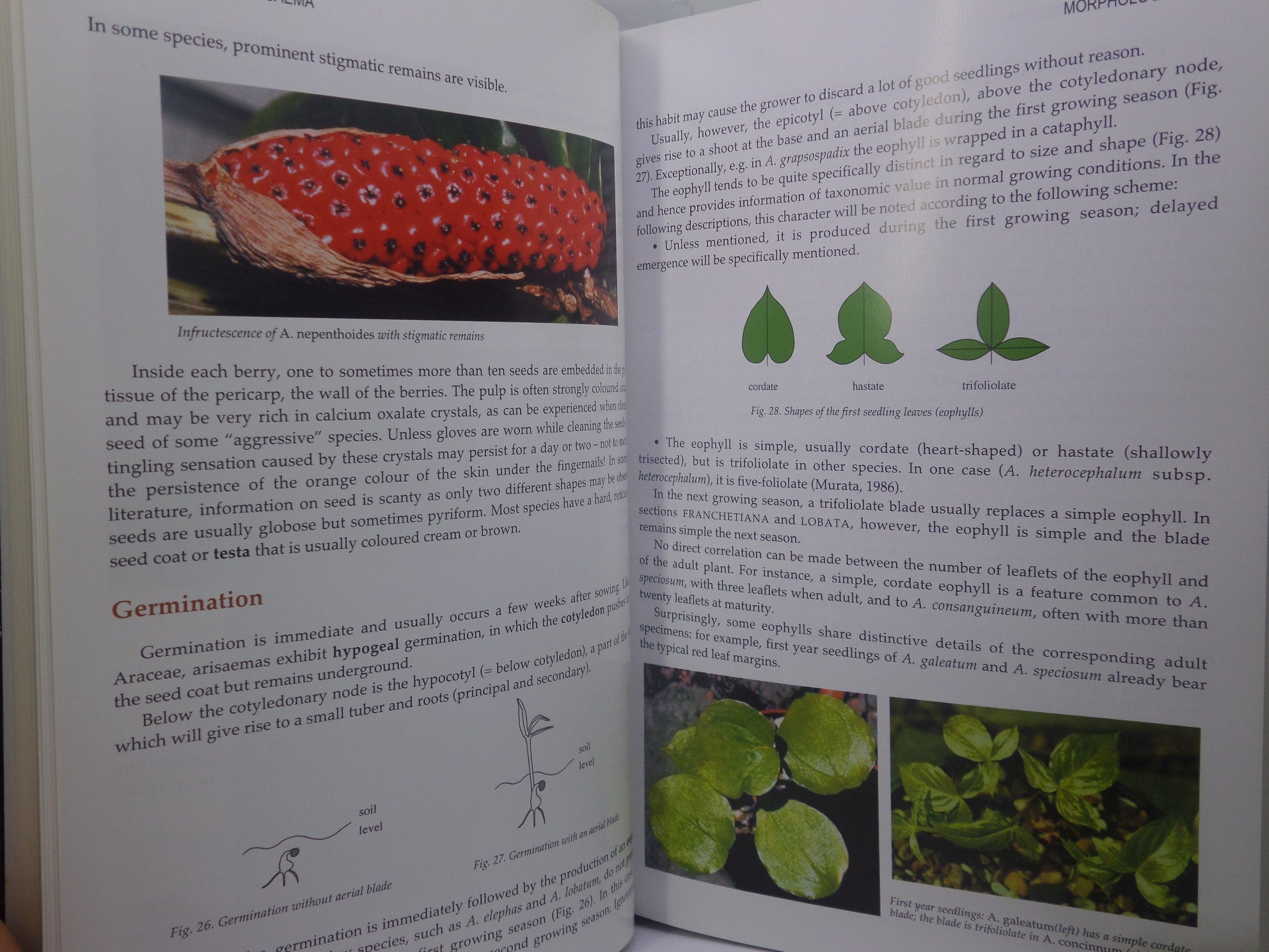 THE GENUS ARISAEMA: A MONOGRAPH FOR BOTANISTS AND NATURE LOVERS BY GUY GUSMAN 2006