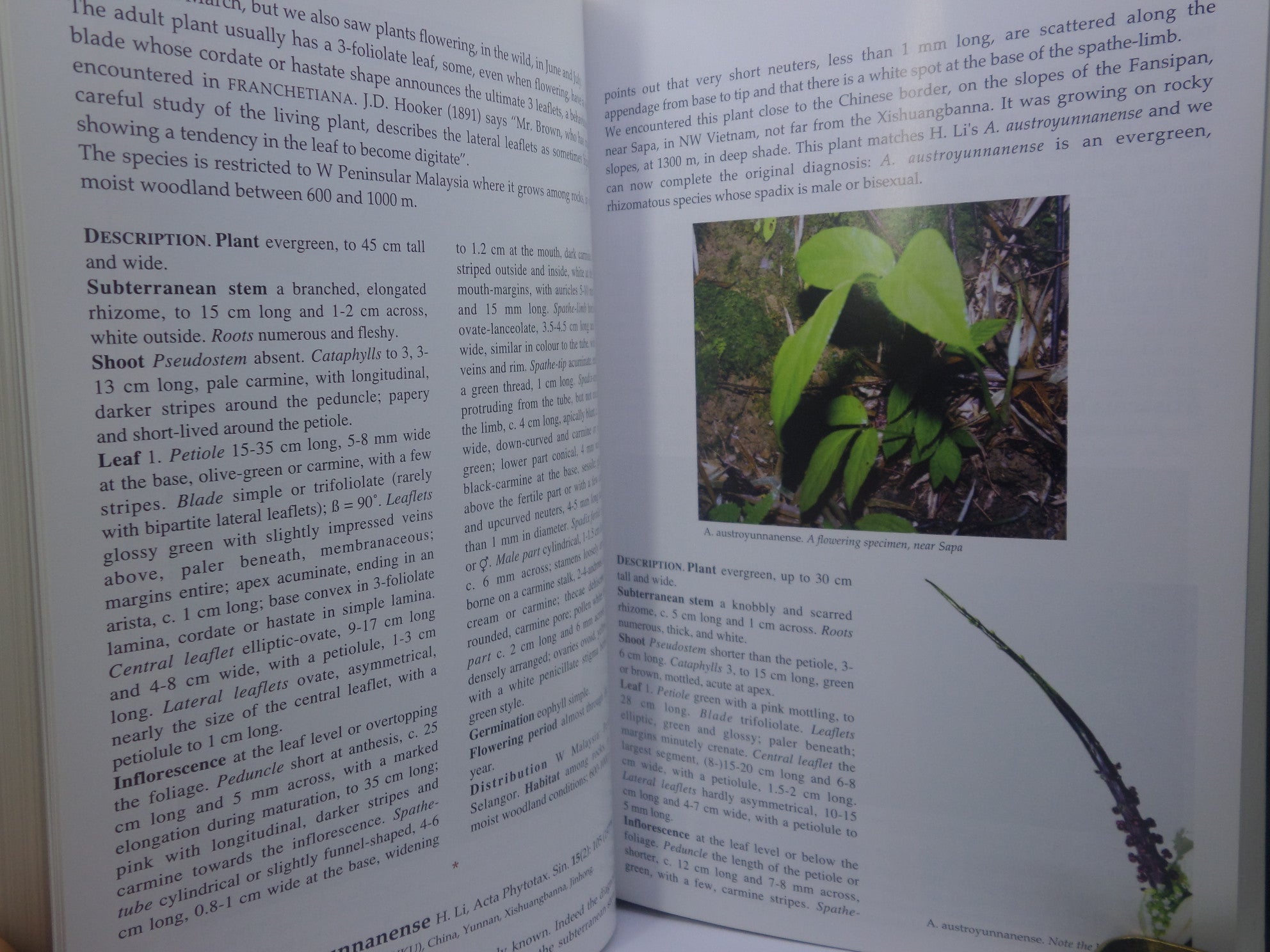 THE GENUS ARISAEMA: A MONOGRAPH FOR BOTANISTS AND NATURE LOVERS BY GUY GUSMAN 2006