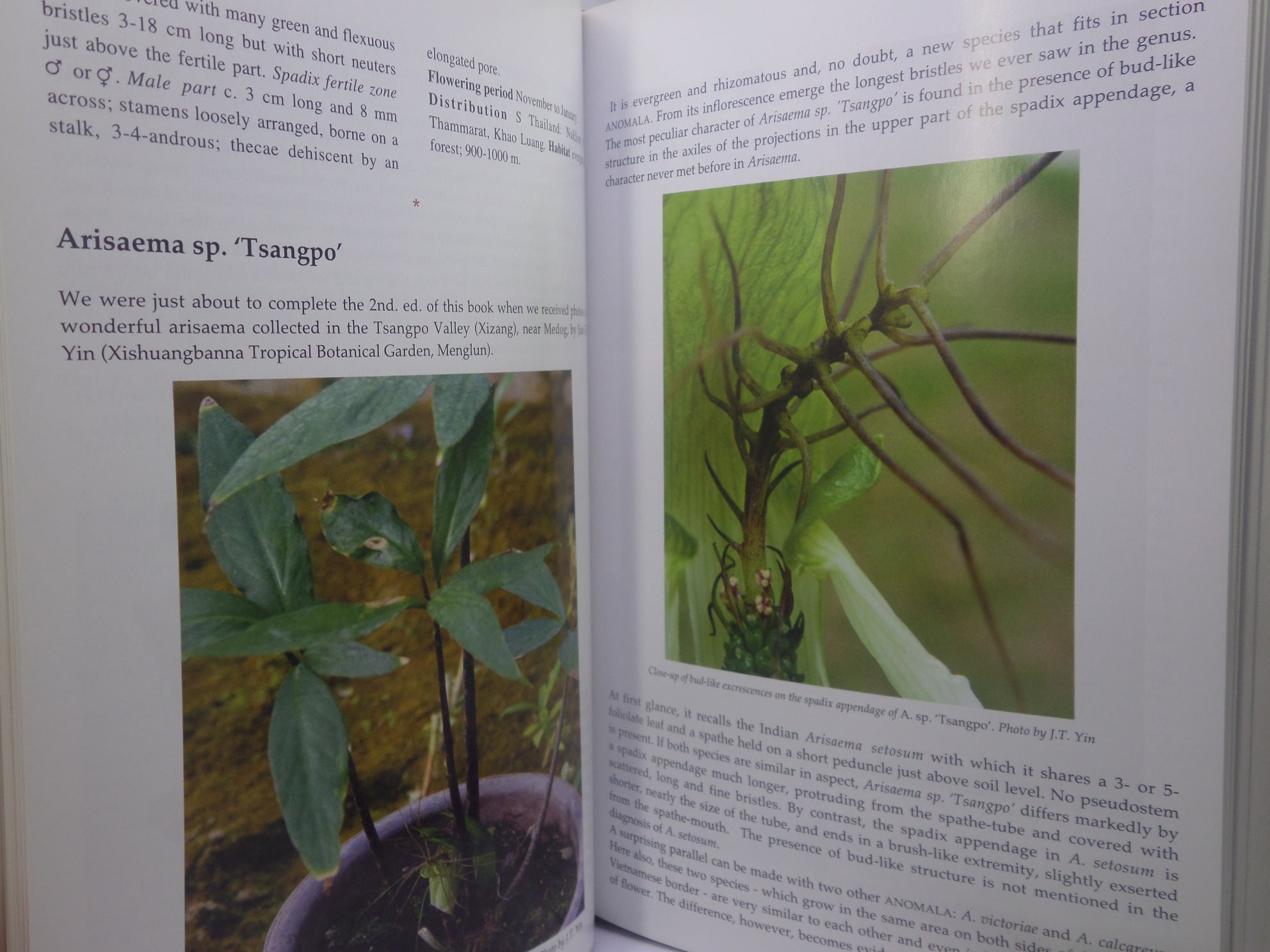 THE GENUS ARISAEMA: A MONOGRAPH FOR BOTANISTS AND NATURE LOVERS BY GUY GUSMAN 2006