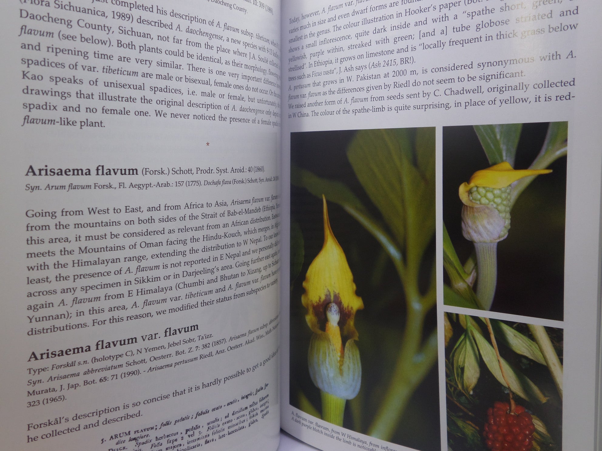 THE GENUS ARISAEMA: A MONOGRAPH FOR BOTANISTS AND NATURE LOVERS BY GUY GUSMAN 2006