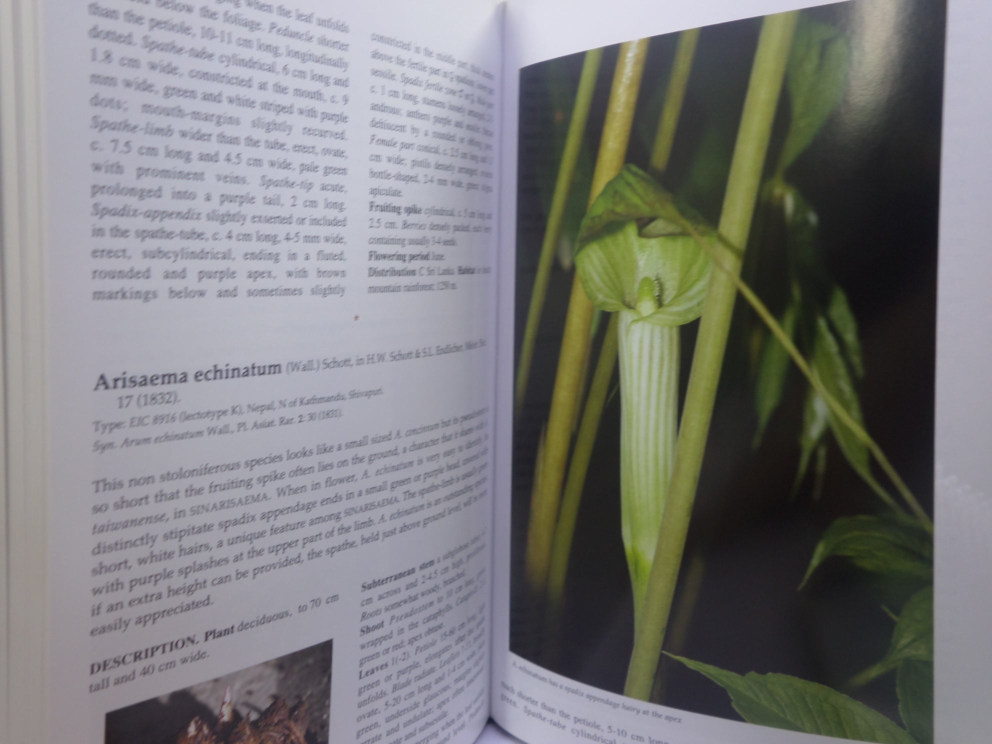 THE GENUS ARISAEMA: A MONOGRAPH FOR BOTANISTS AND NATURE LOVERS BY GUY GUSMAN 2006