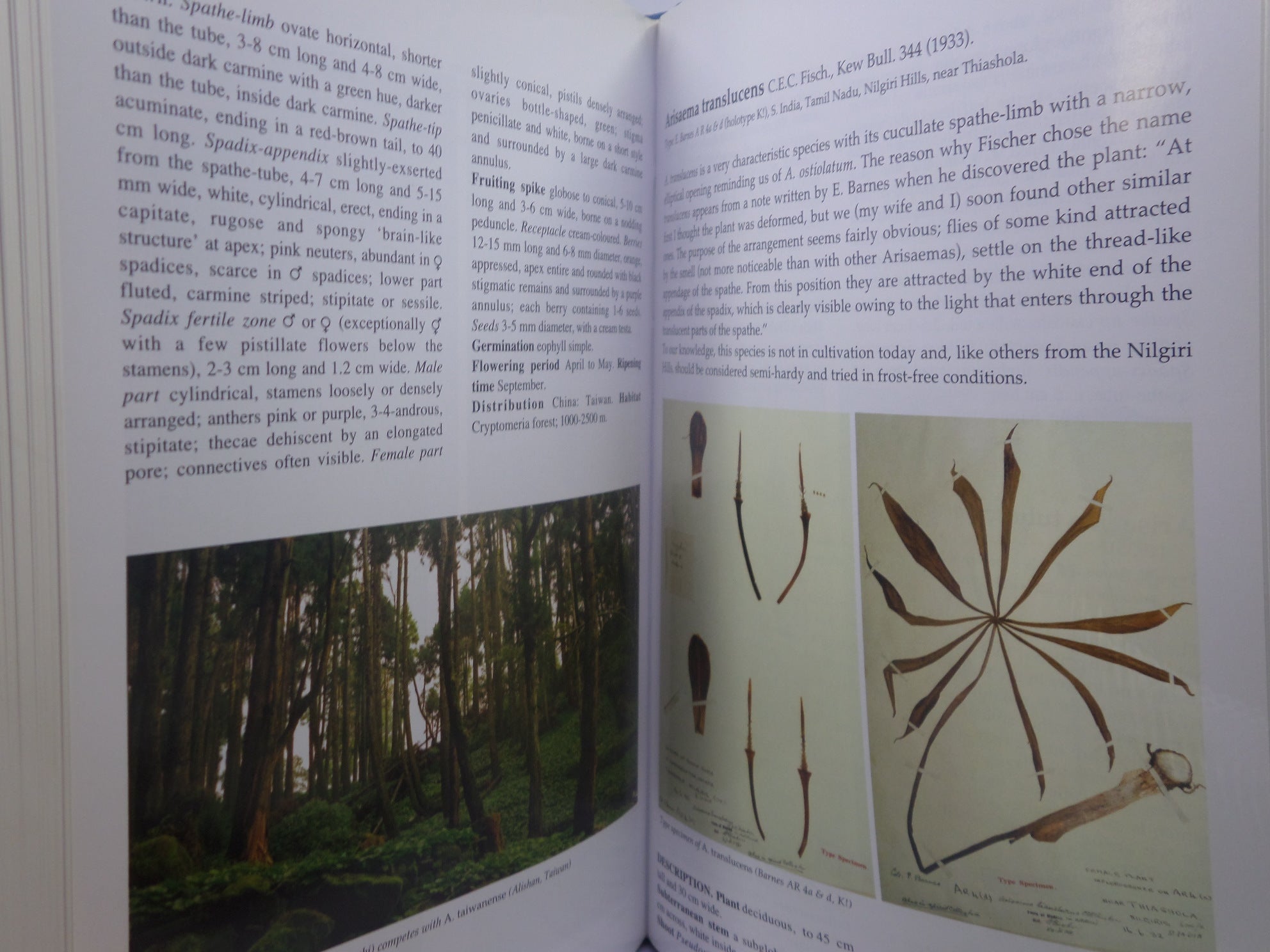 THE GENUS ARISAEMA: A MONOGRAPH FOR BOTANISTS AND NATURE LOVERS BY GUY GUSMAN 2006