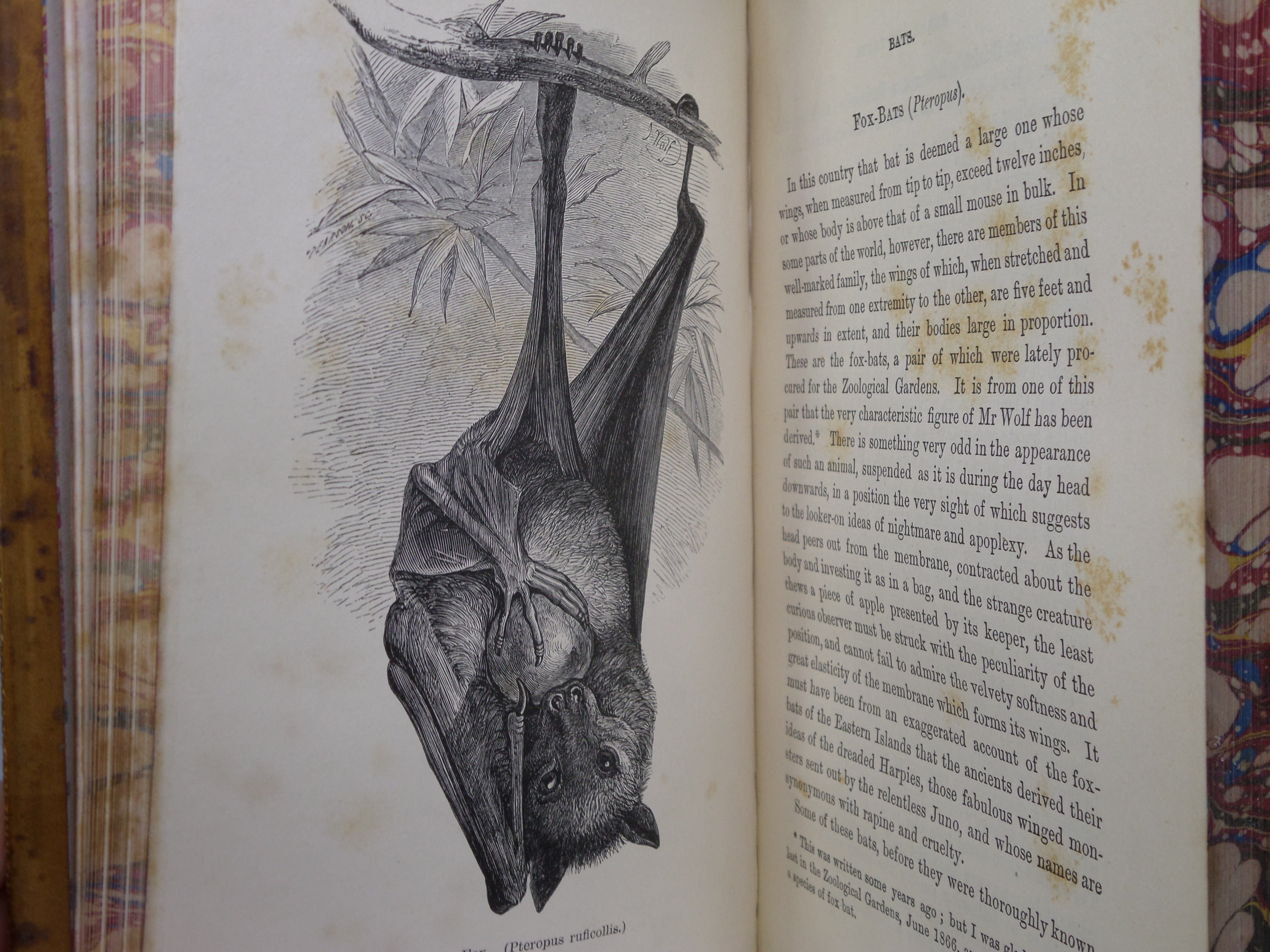 ANECDOTES AND STORIES OF QUADRUPEDS AND OTHER BEASTS BY ADAM WHITE C.1870 LEATHER BINDING