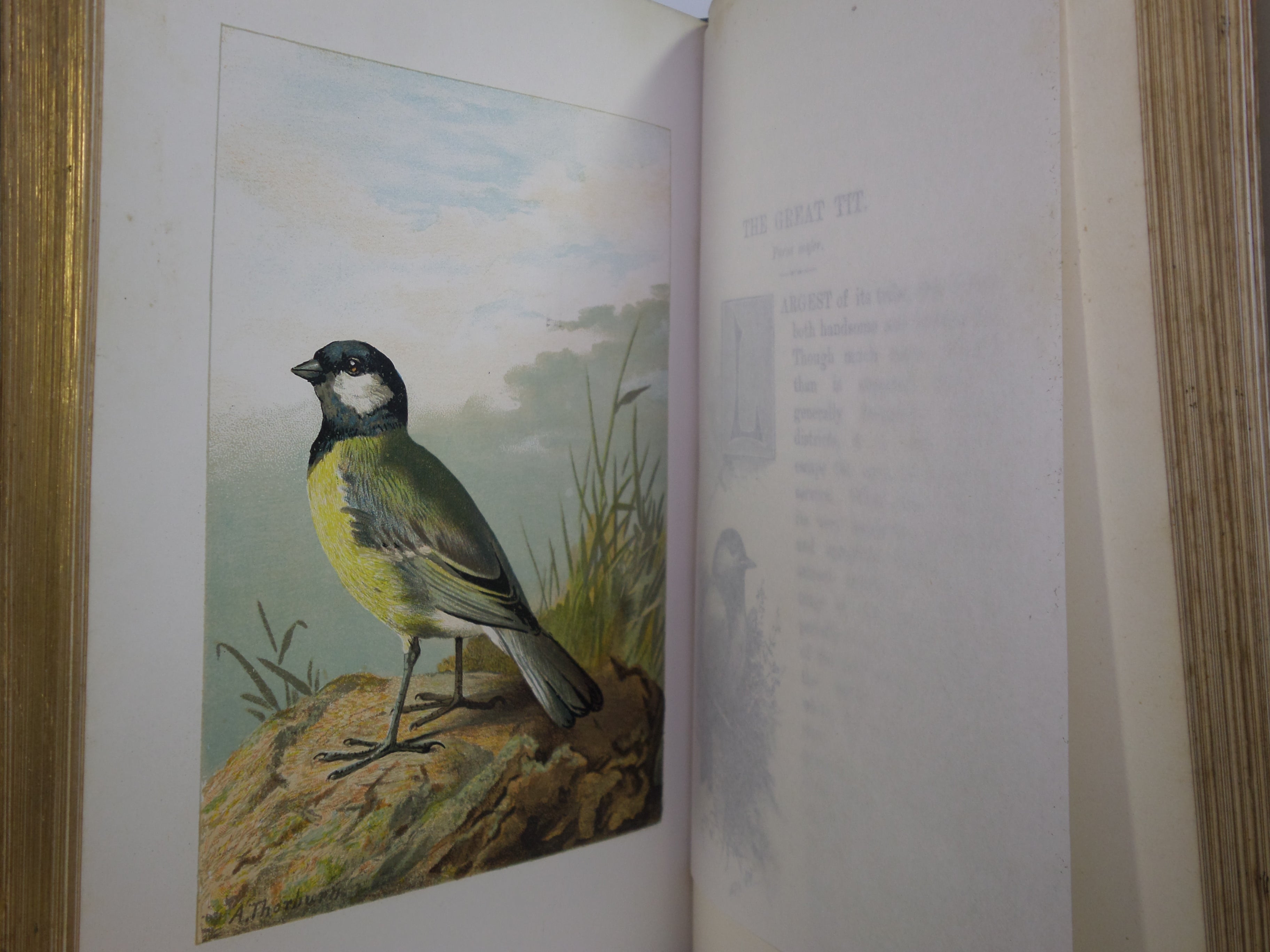 FAMILIAR WILD BIRDS BY WALTER SWAYSLAND 1883 FIRST EDITION LEATHER-BOUND IN FOUR VOLUMES