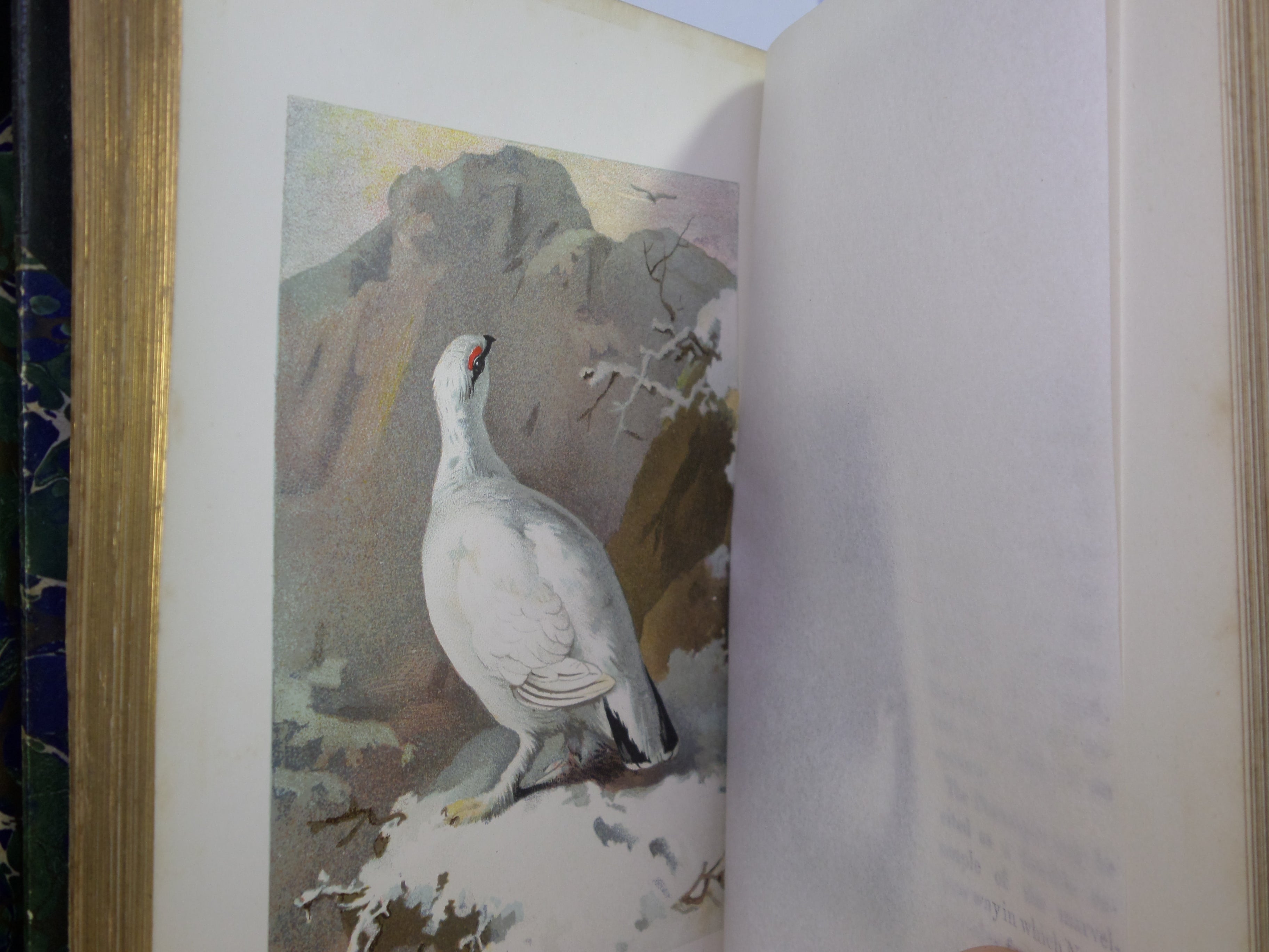 FAMILIAR WILD BIRDS BY WALTER SWAYSLAND 1883 FIRST EDITION LEATHER-BOUND IN FOUR VOLUMES