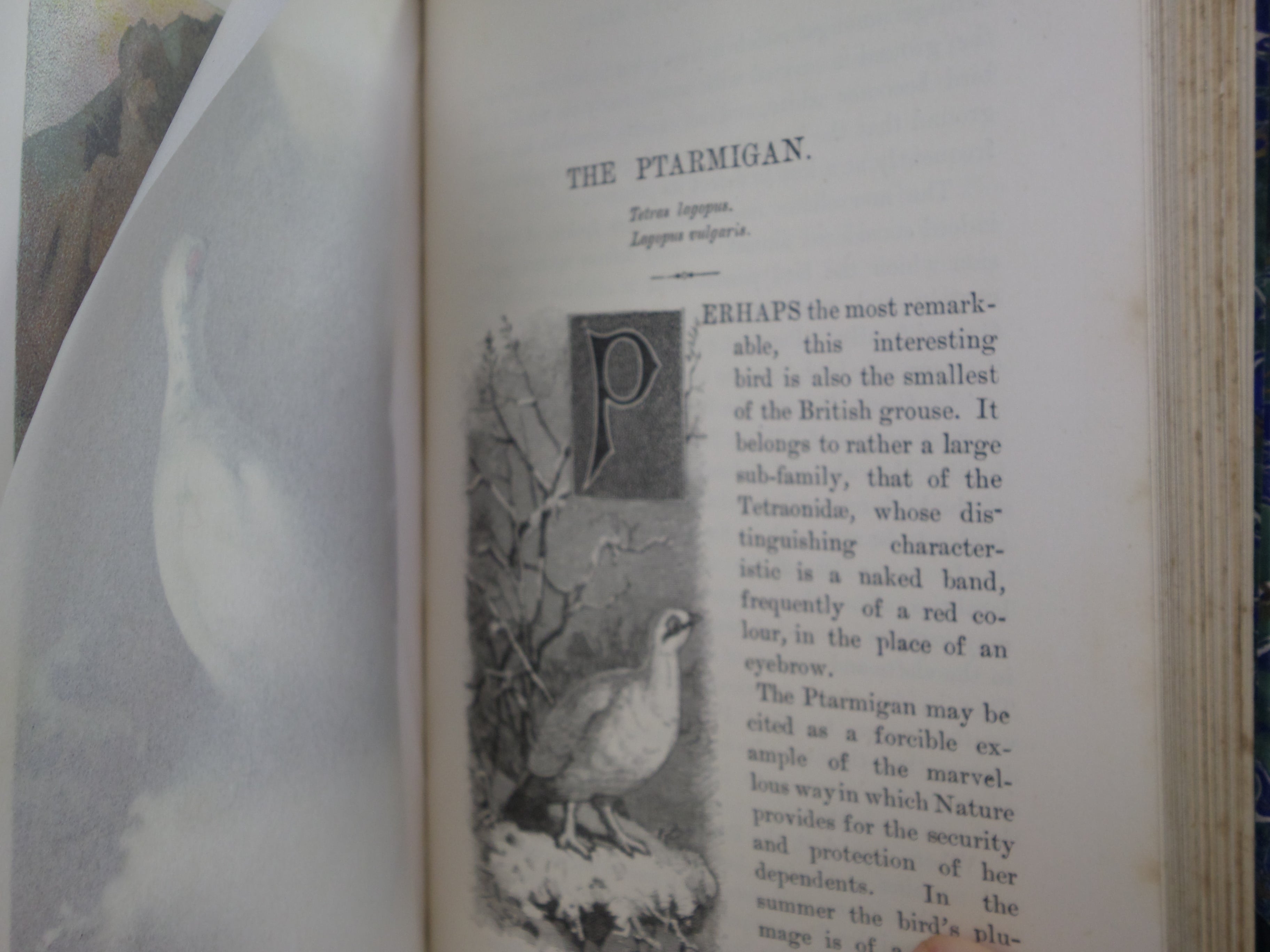 FAMILIAR WILD BIRDS BY WALTER SWAYSLAND 1883 FIRST EDITION LEATHER-BOUND IN FOUR VOLUMES