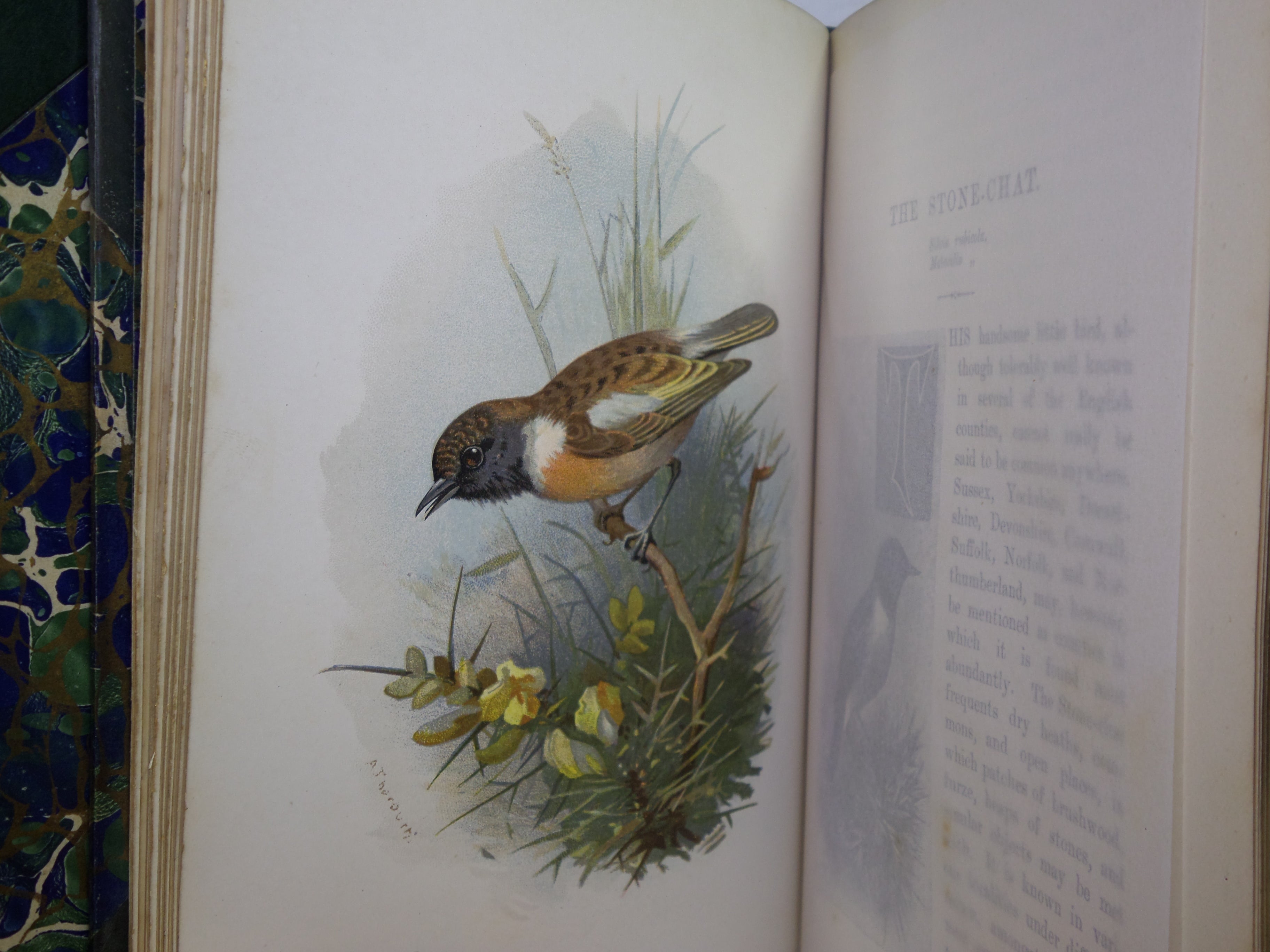 FAMILIAR WILD BIRDS BY WALTER SWAYSLAND 1883 FIRST EDITION LEATHER-BOUND IN FOUR VOLUMES