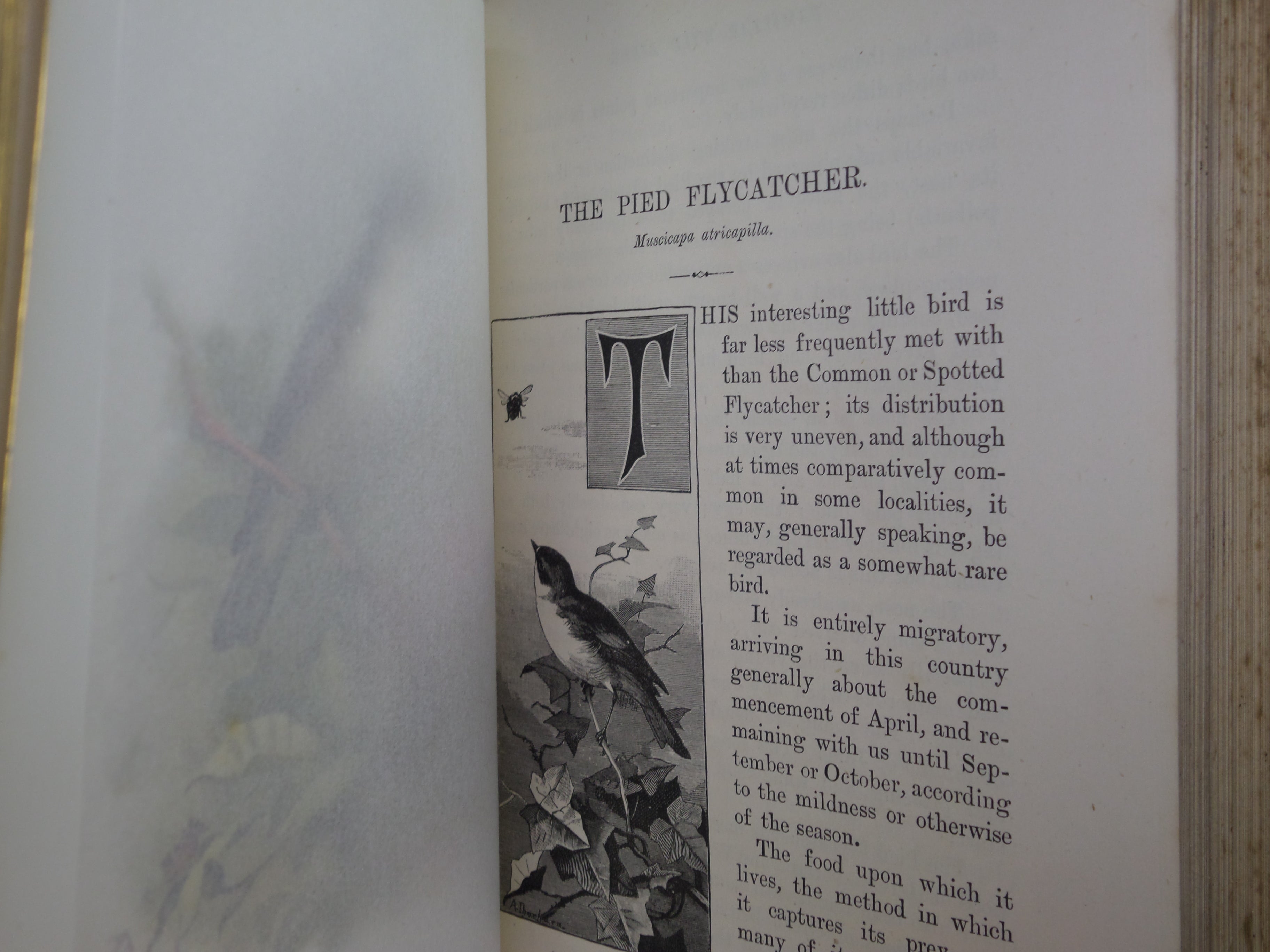 FAMILIAR WILD BIRDS BY WALTER SWAYSLAND 1883 FIRST EDITION LEATHER-BOUND IN FOUR VOLUMES