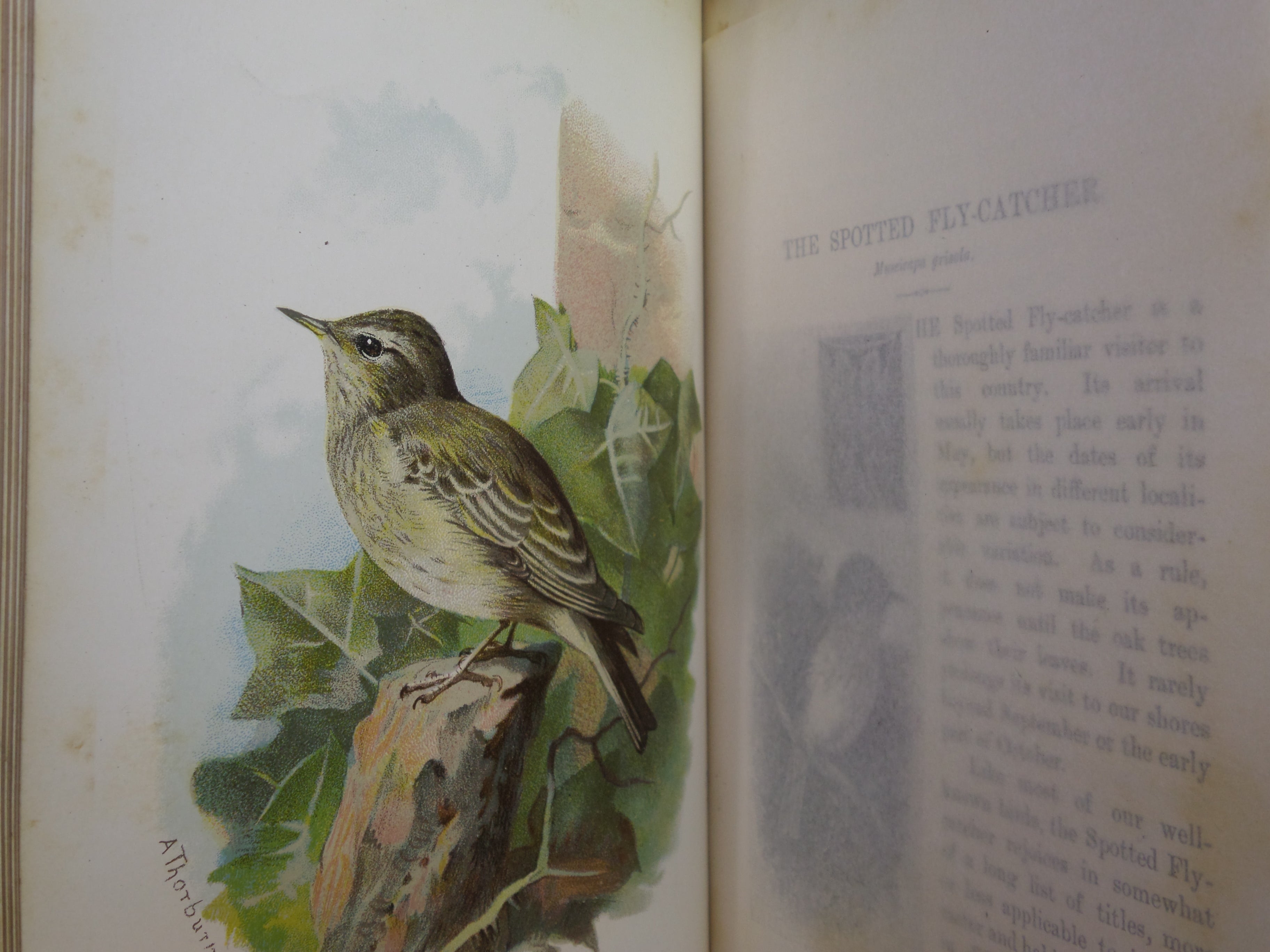 FAMILIAR WILD BIRDS BY WALTER SWAYSLAND 1883 FIRST EDITION LEATHER-BOUND IN FOUR VOLUMES