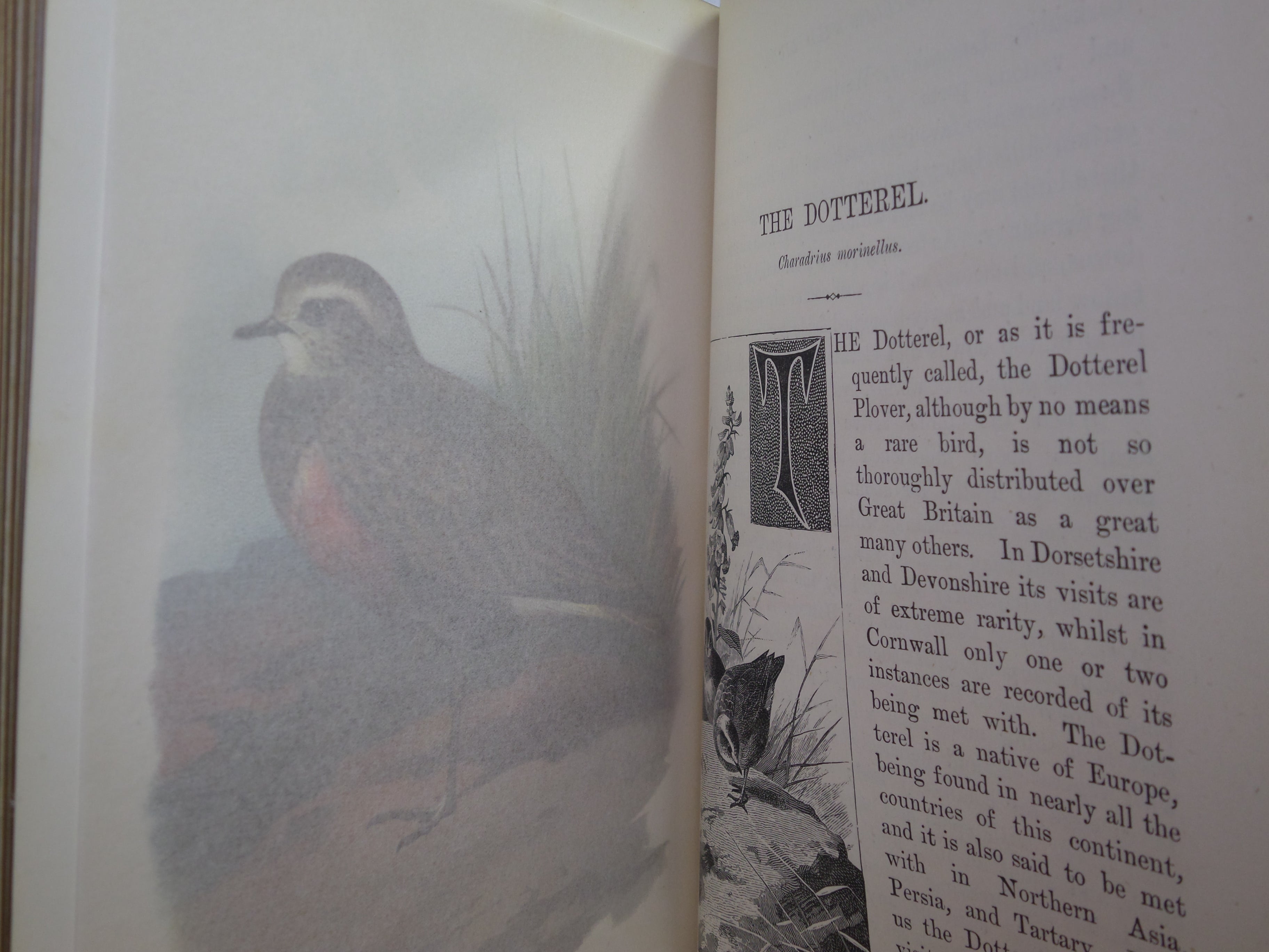 FAMILIAR WILD BIRDS BY WALTER SWAYSLAND 1883 FIRST EDITION LEATHER-BOUND IN FOUR VOLUMES