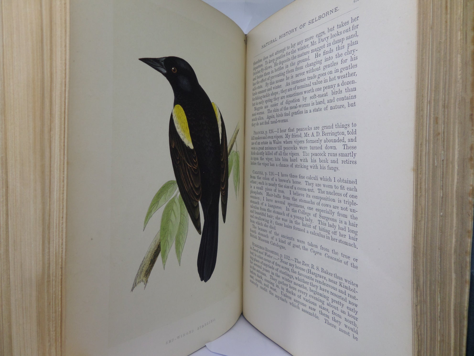 NATURAL HISTORY & ANTIQUITIES OF SELBORNE BY GILBERT WHITE 1875 EXTRA ILLUSTRATED, FINELY BOUND BY BAYNTUN