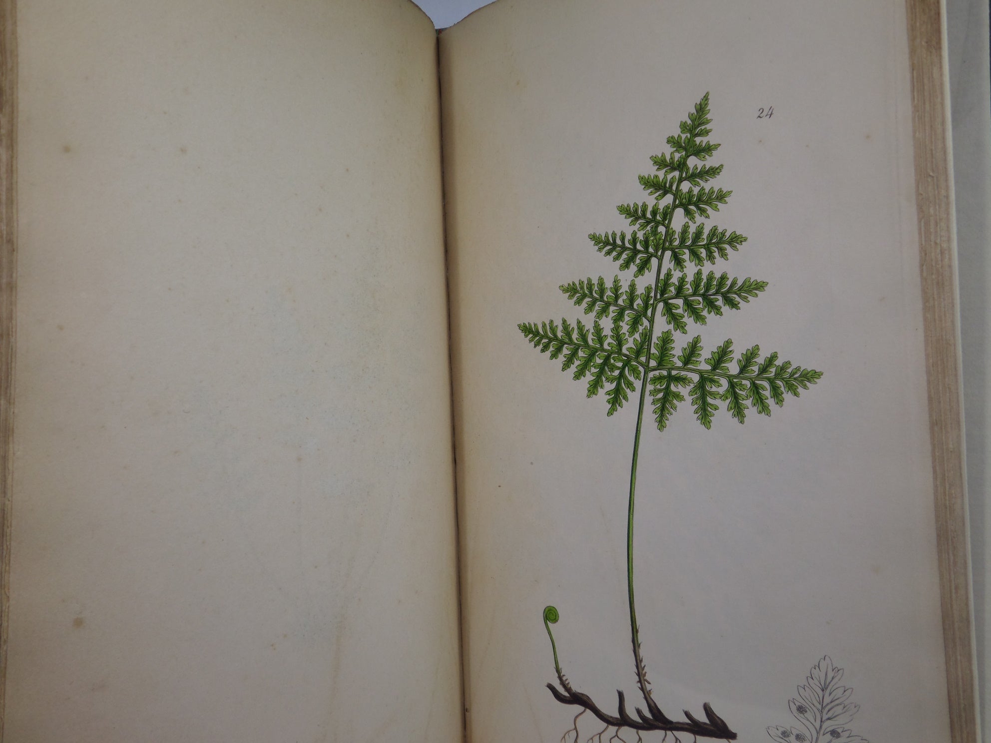 THE FERNS OF GREAT BRITAIN BY CHARLES JOHNSON 1855 FIRST EDITION, ILLUSTRATED BY JOHN SOWERBY, FINE LEATHER BINDING