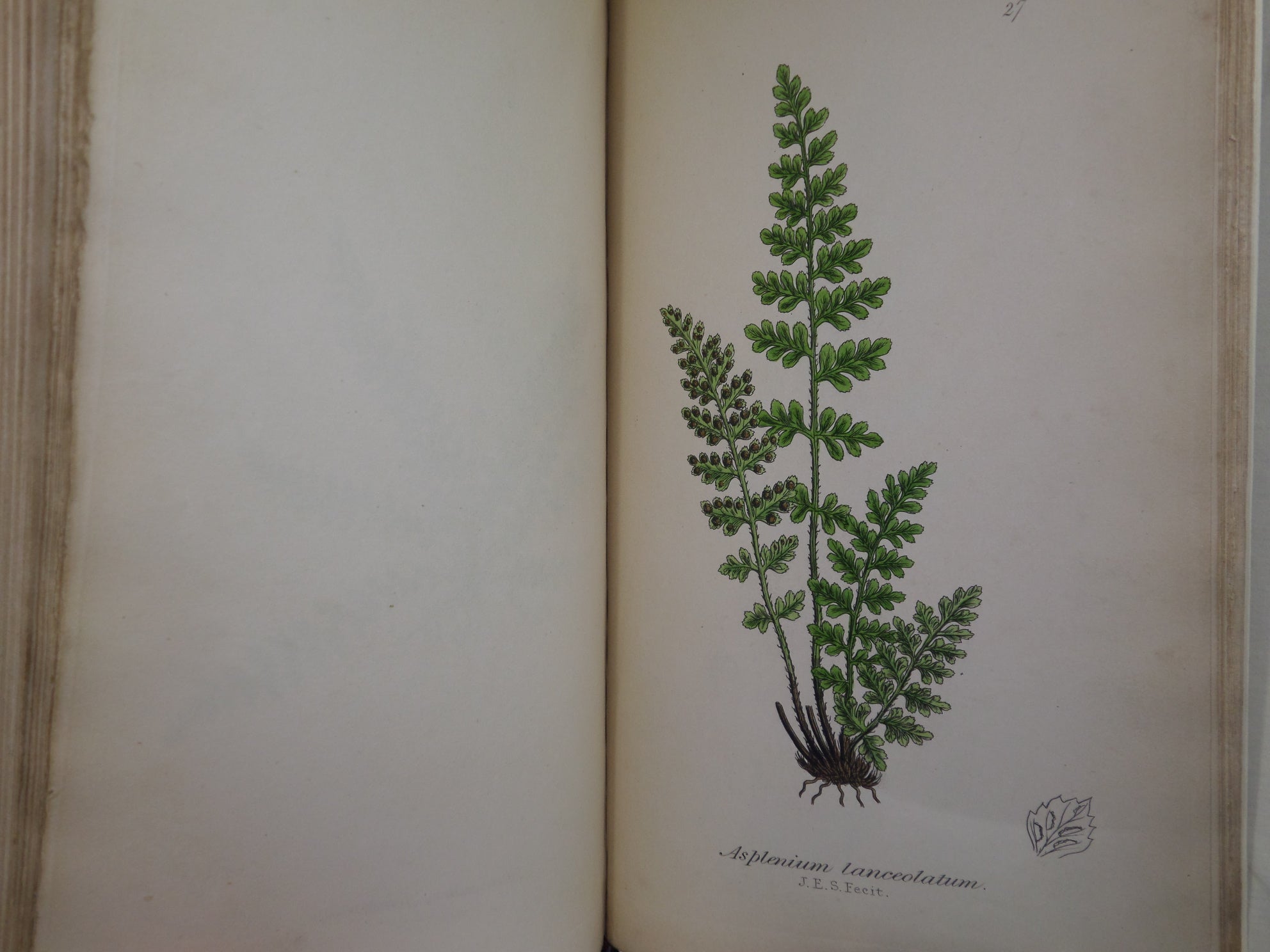 THE FERNS OF GREAT BRITAIN BY CHARLES JOHNSON 1855 FIRST EDITION, ILLUSTRATED BY JOHN SOWERBY, FINE LEATHER BINDING