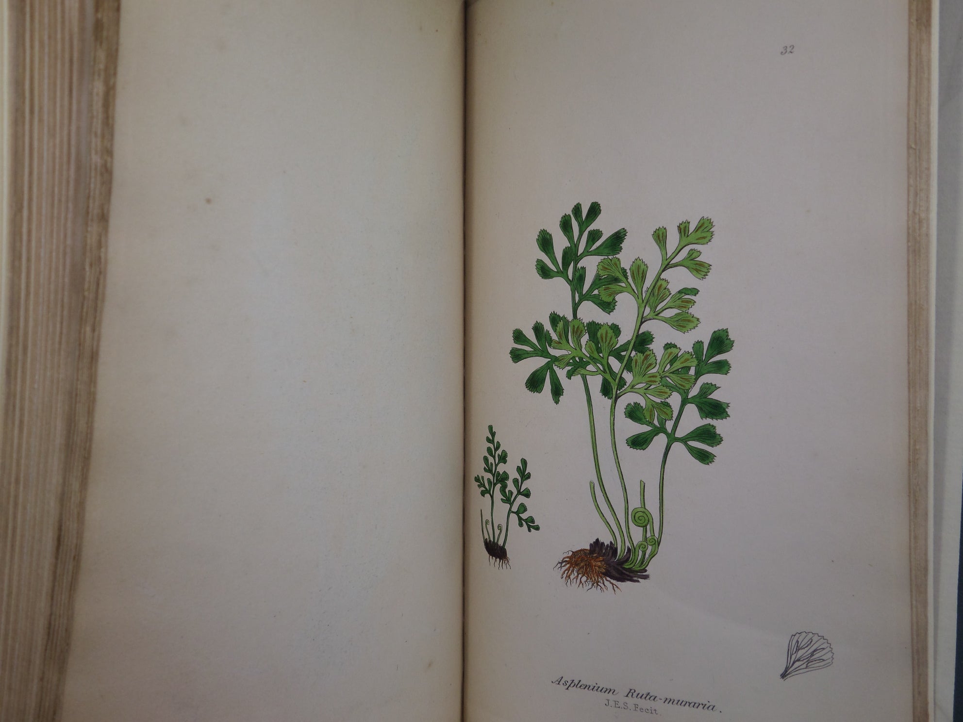 THE FERNS OF GREAT BRITAIN BY CHARLES JOHNSON 1855 FIRST EDITION, ILLUSTRATED BY JOHN SOWERBY, FINE LEATHER BINDING