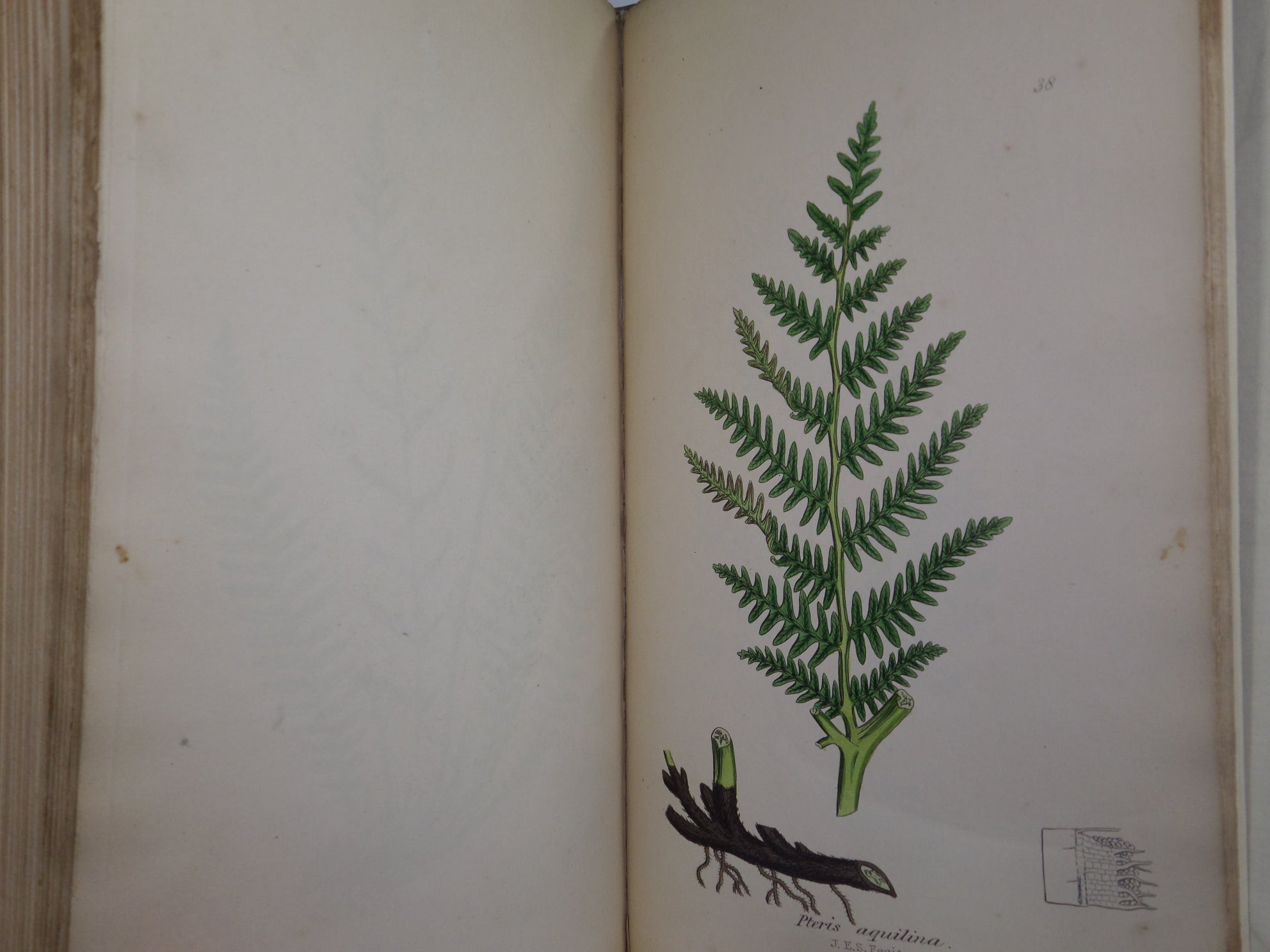 THE FERNS OF GREAT BRITAIN BY CHARLES JOHNSON 1855 FIRST EDITION, ILLUSTRATED BY JOHN SOWERBY, FINE LEATHER BINDING