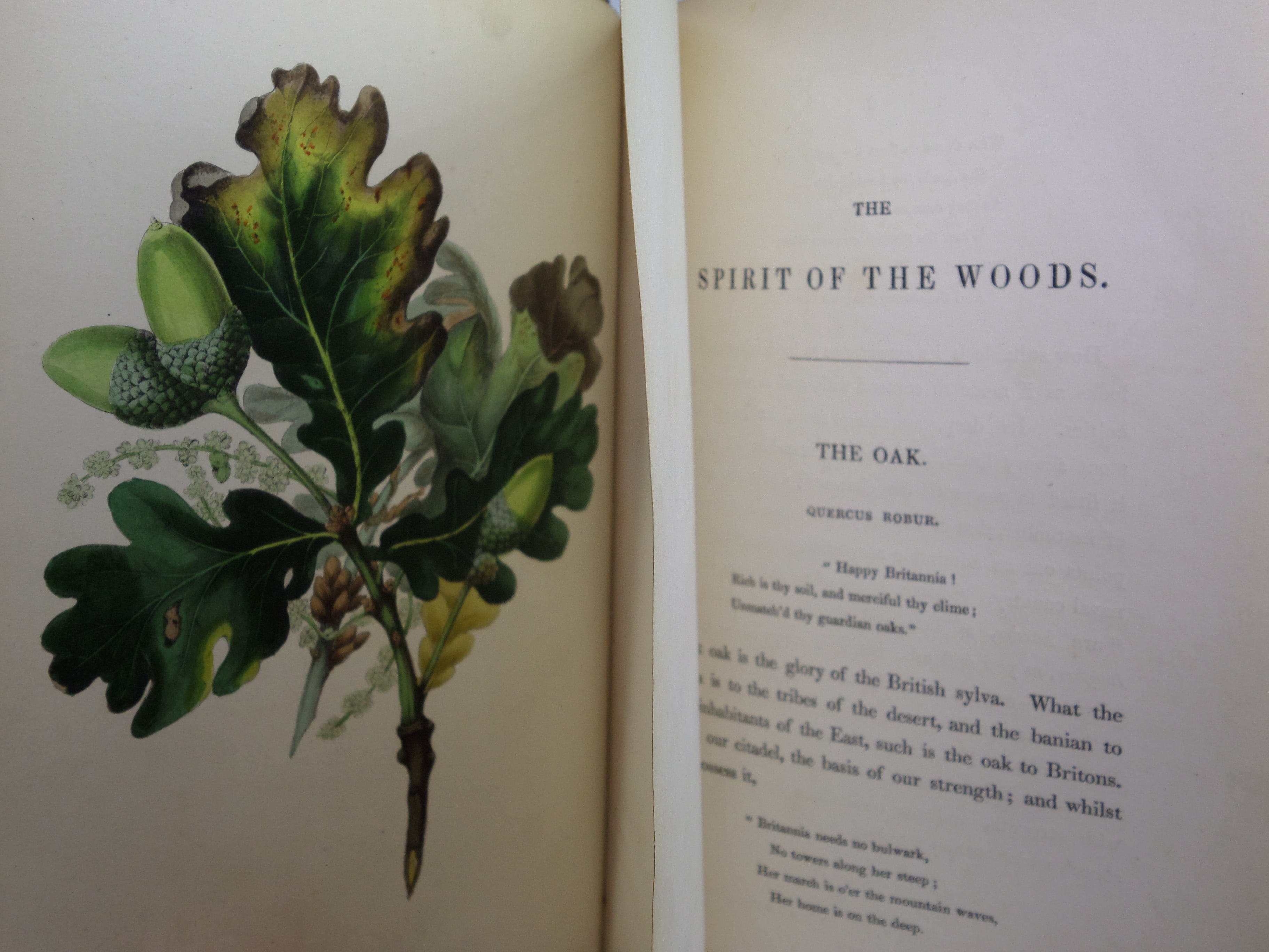 SYLVAN MUSINGS; OR, THE SPIRIT OF THE WOODS BY MRS REBECCA HEY 1849 FINE BINDING