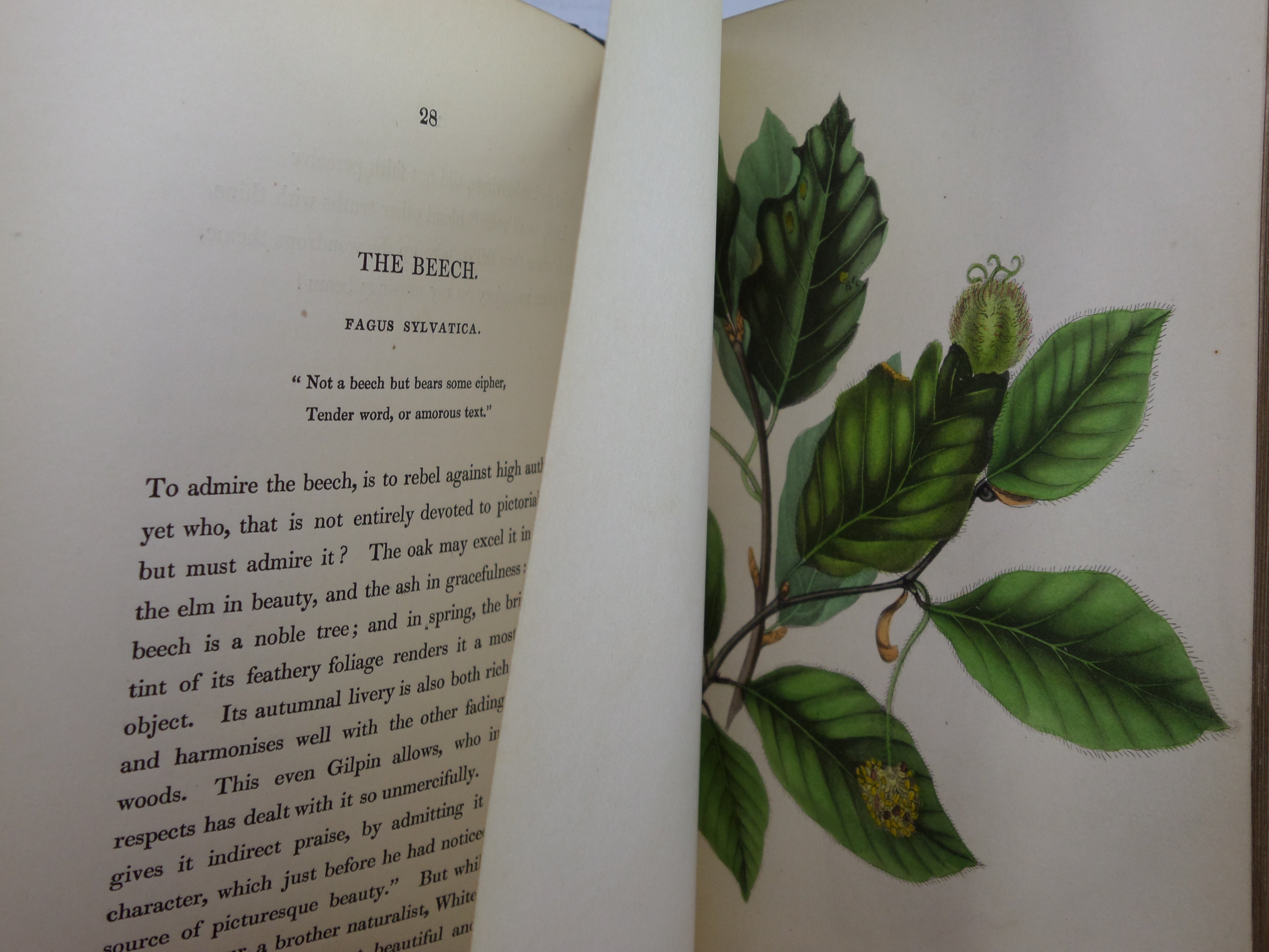 SYLVAN MUSINGS; OR, THE SPIRIT OF THE WOODS BY MRS REBECCA HEY 1849 FINE BINDING