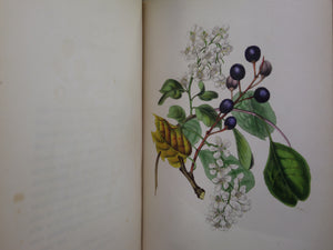 SYLVAN MUSINGS; OR, THE SPIRIT OF THE WOODS BY MRS REBECCA HEY 1849 FINE BINDING