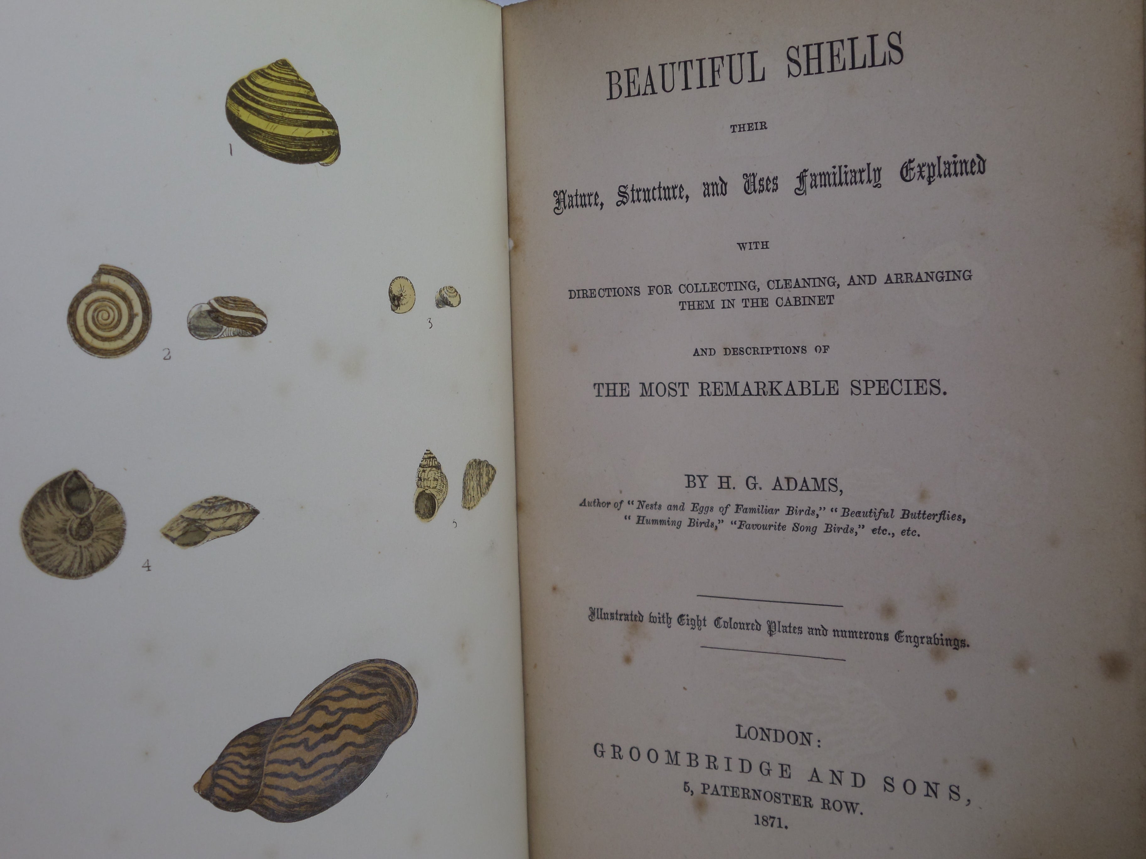 BEAUTIFUL SHELLS; THEIR NATURE, STRUCTURE & USES 1871 HENRY ADAMS, FINE BINDING