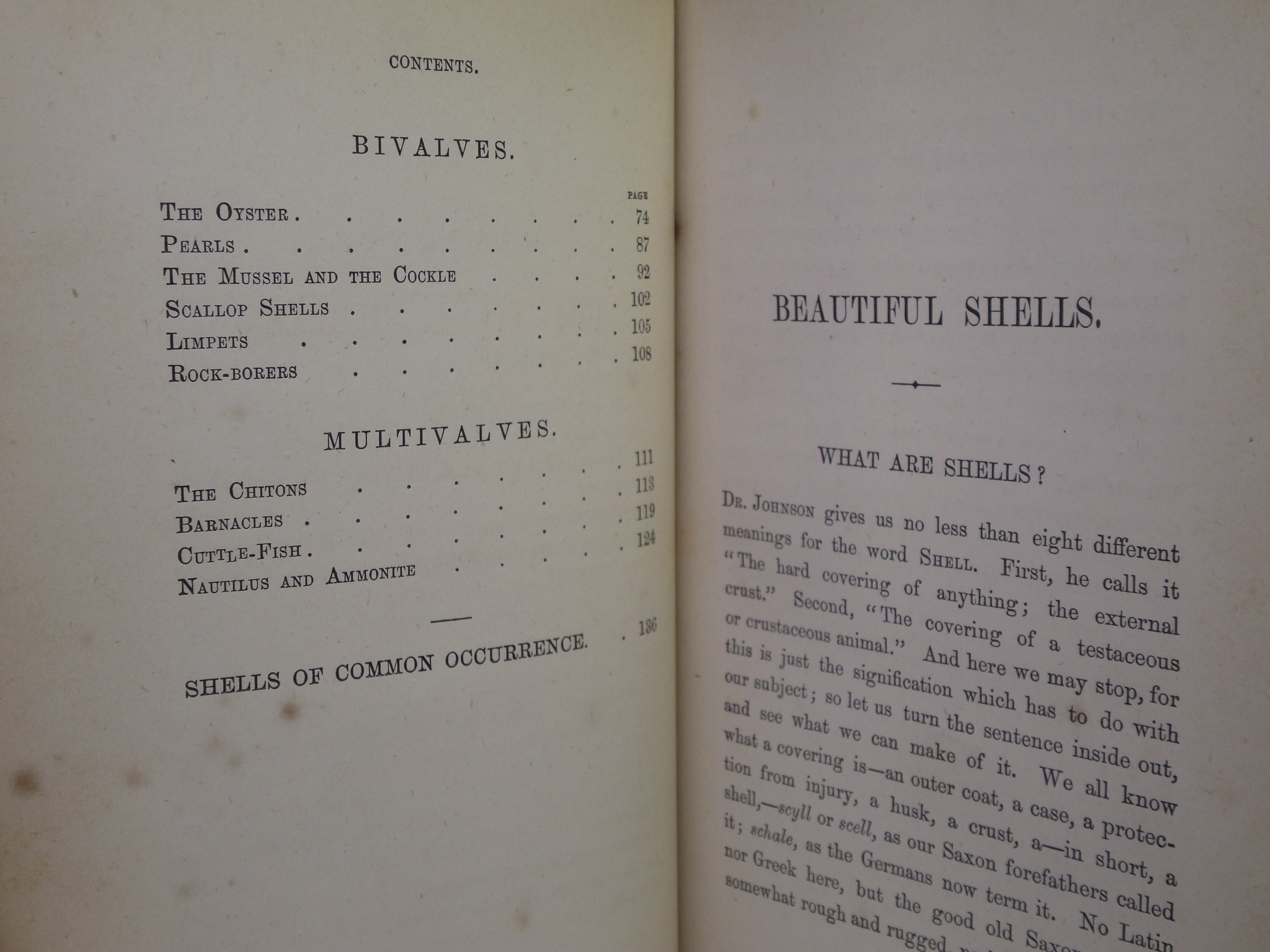 BEAUTIFUL SHELLS; THEIR NATURE, STRUCTURE & USES 1871 HENRY ADAMS, FINE BINDING