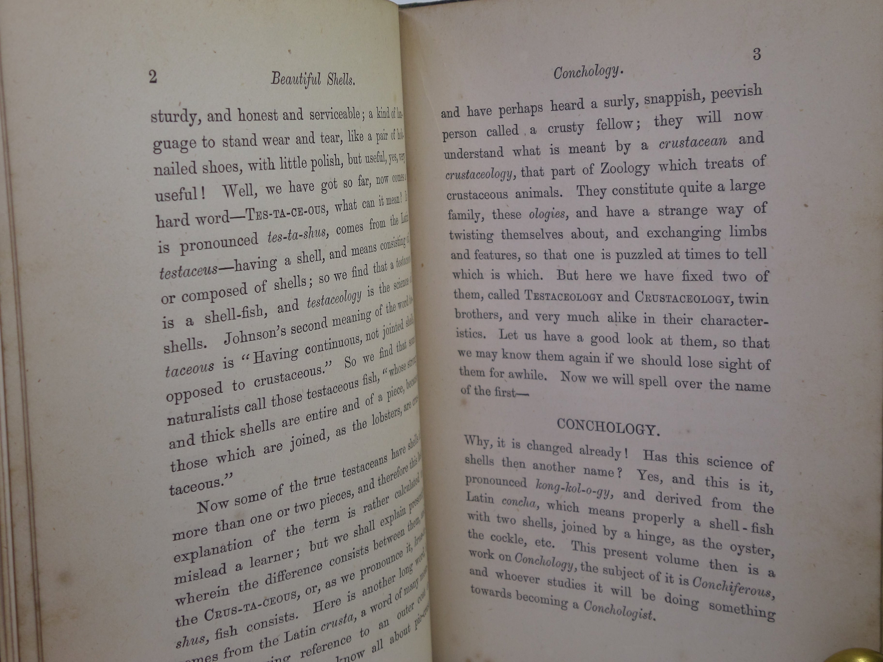 BEAUTIFUL SHELLS; THEIR NATURE, STRUCTURE & USES 1871 HENRY ADAMS, FINE BINDING