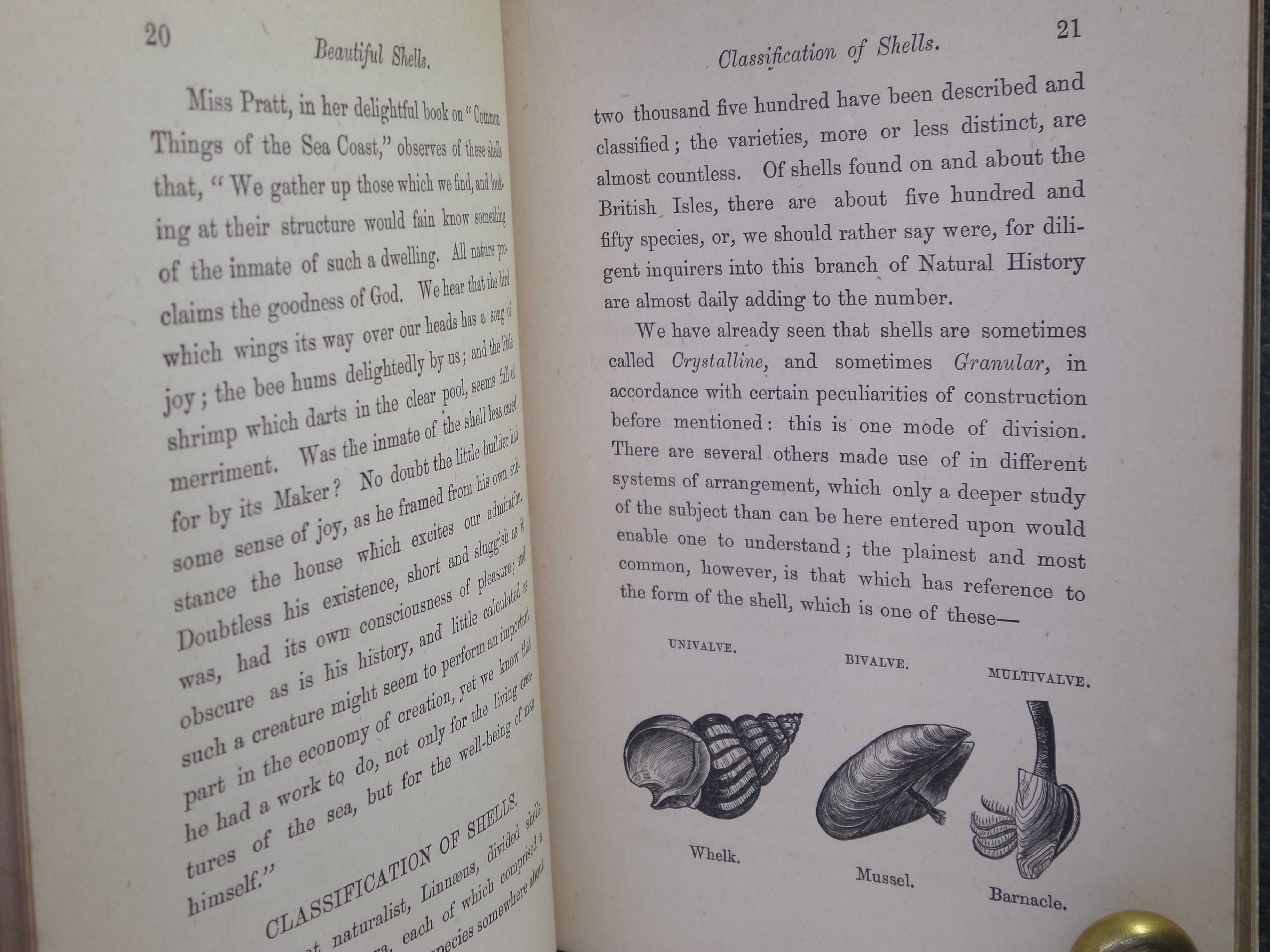 BEAUTIFUL SHELLS; THEIR NATURE, STRUCTURE & USES 1871 HENRY ADAMS, FINE BINDING