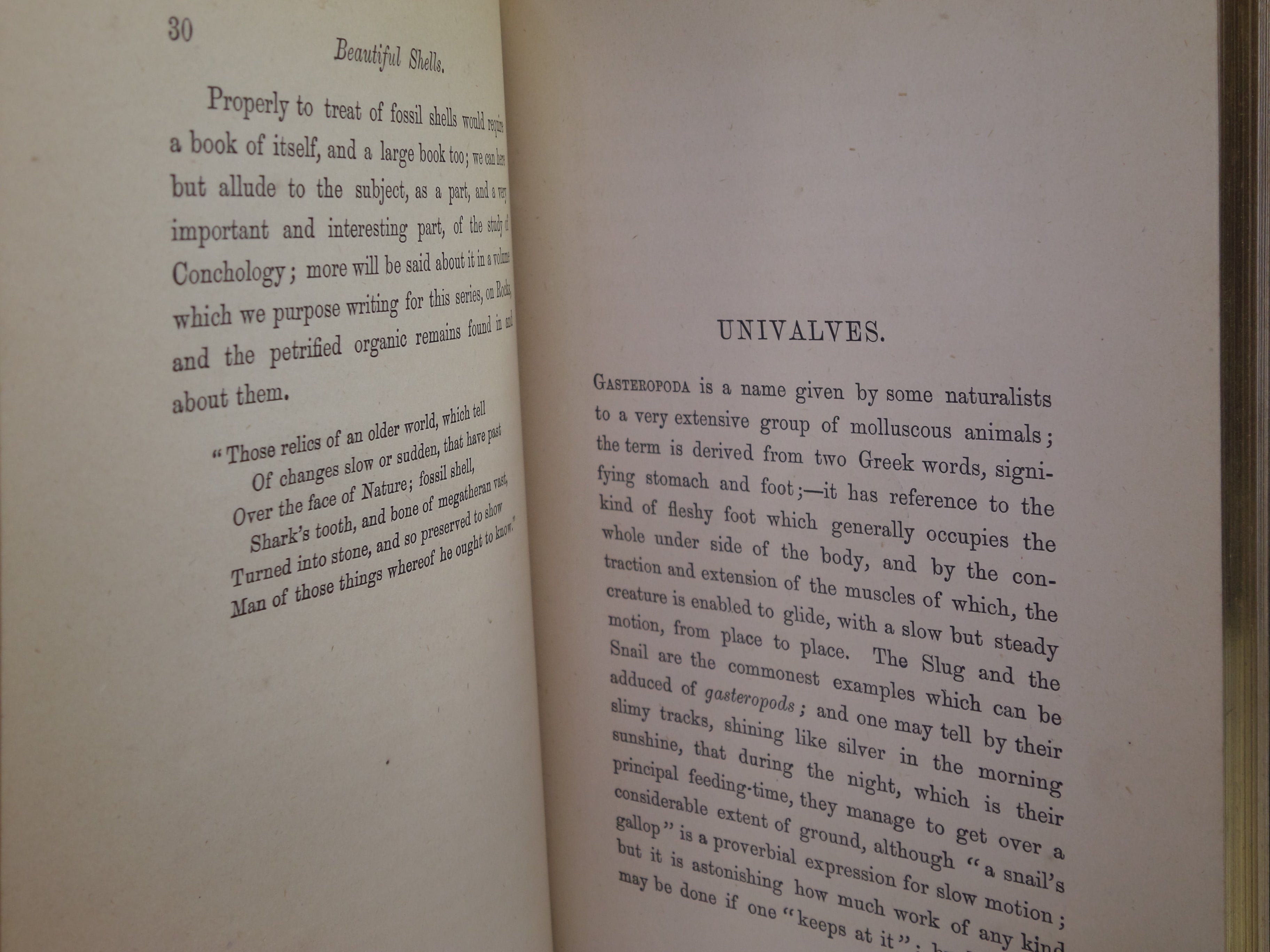 BEAUTIFUL SHELLS; THEIR NATURE, STRUCTURE & USES 1871 HENRY ADAMS, FINE BINDING