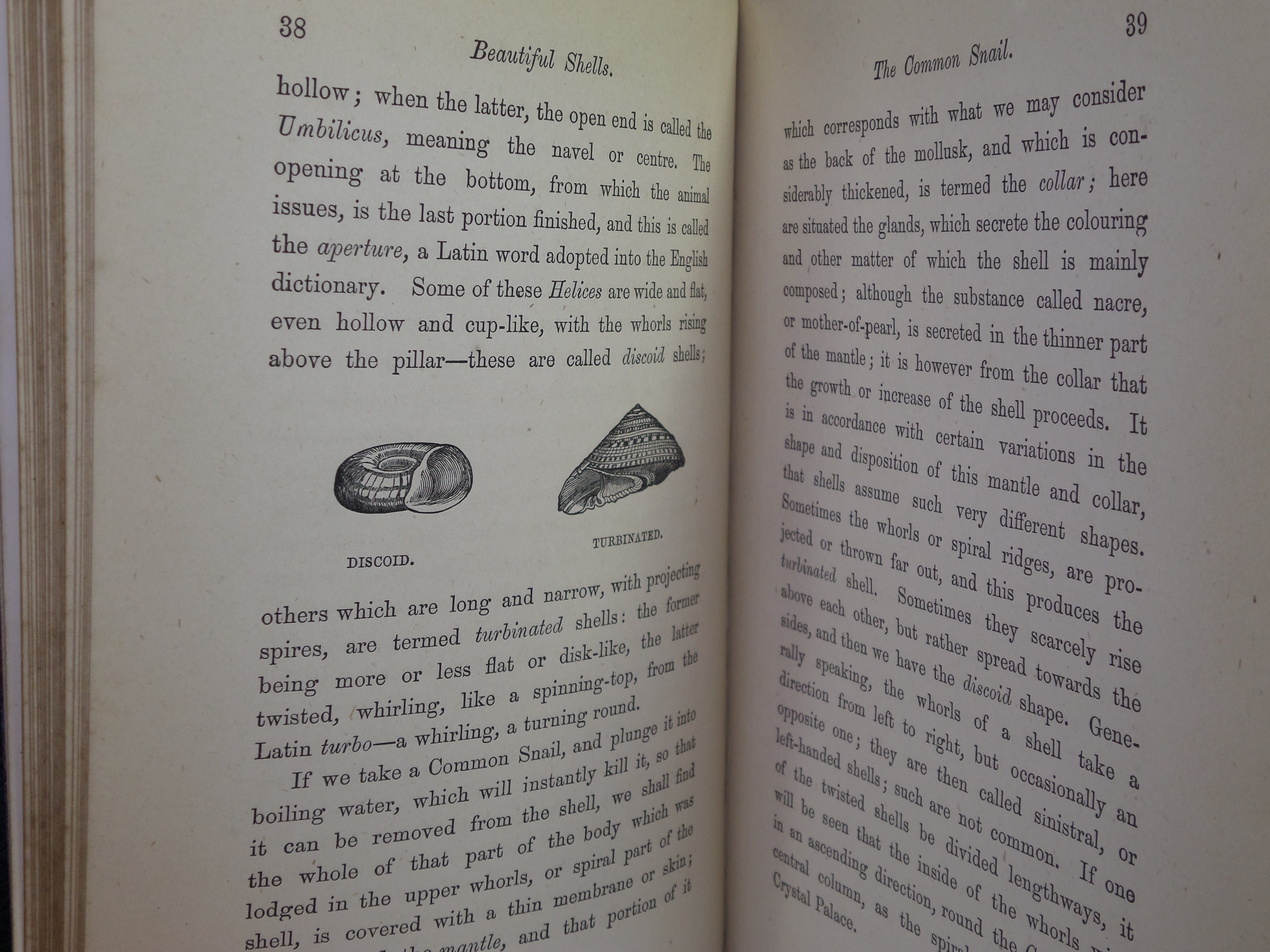 BEAUTIFUL SHELLS; THEIR NATURE, STRUCTURE & USES 1871 HENRY ADAMS, FINE BINDING