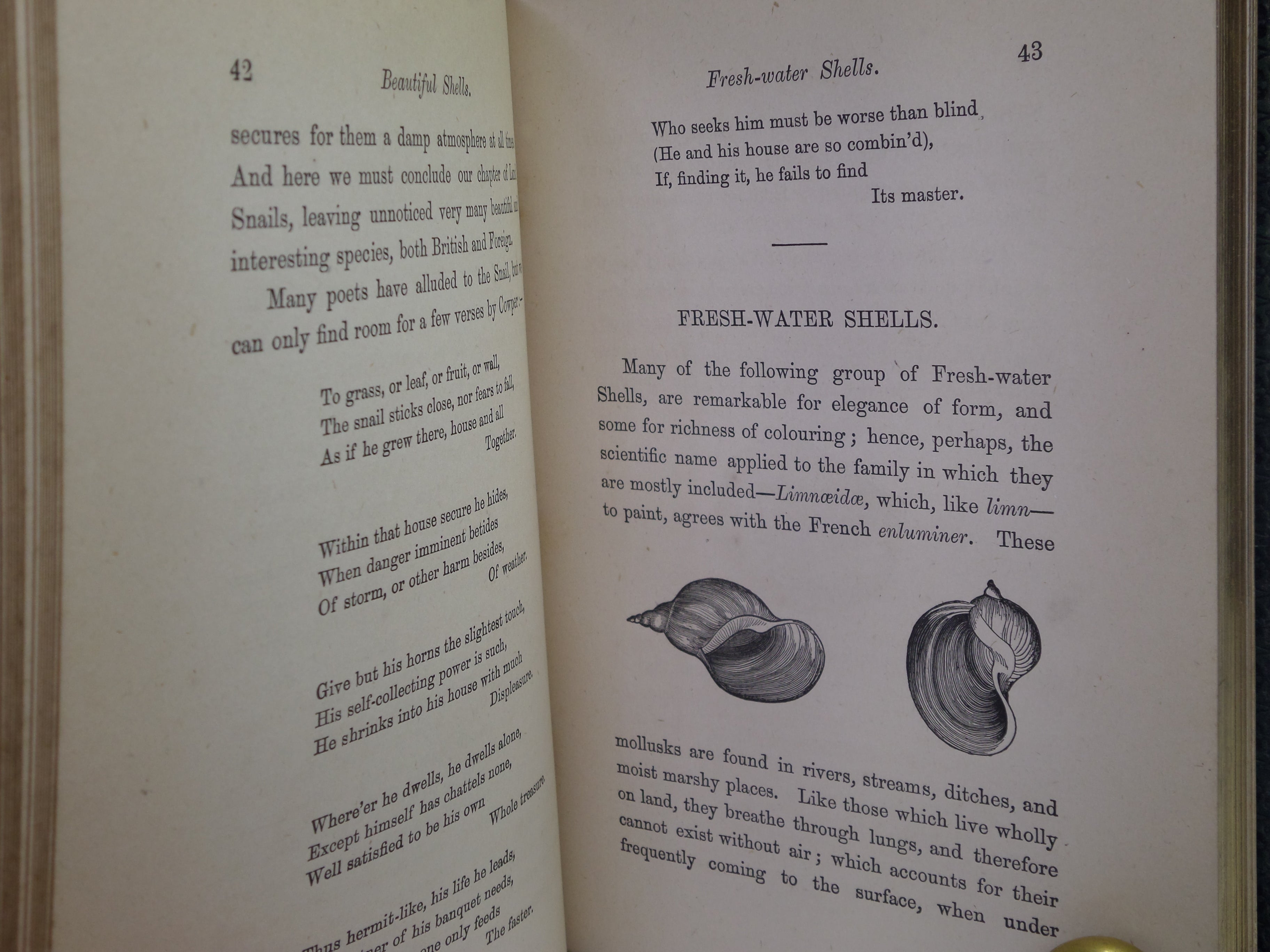 BEAUTIFUL SHELLS; THEIR NATURE, STRUCTURE & USES 1871 HENRY ADAMS, FINE BINDING