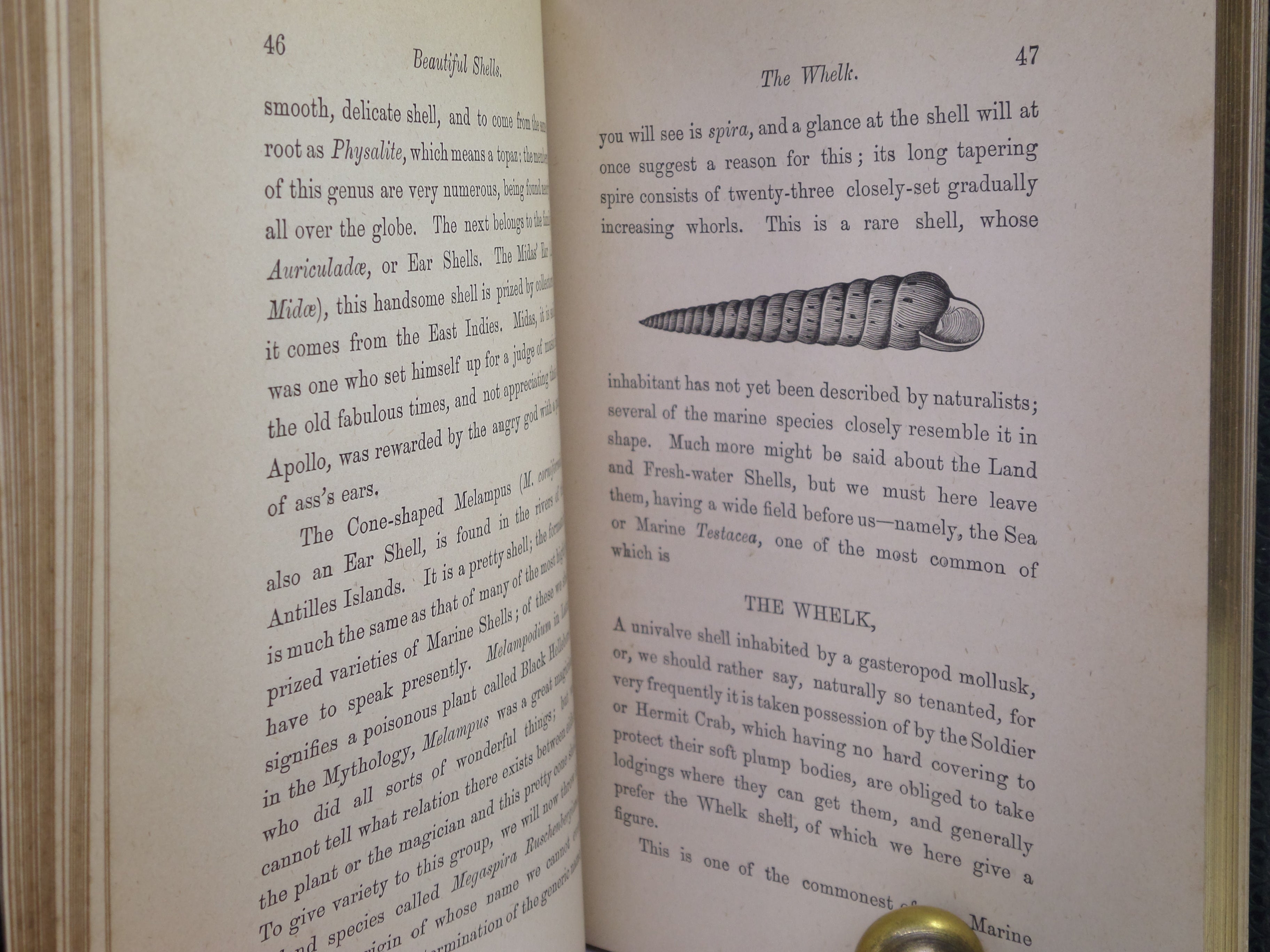 BEAUTIFUL SHELLS; THEIR NATURE, STRUCTURE & USES 1871 HENRY ADAMS, FINE BINDING