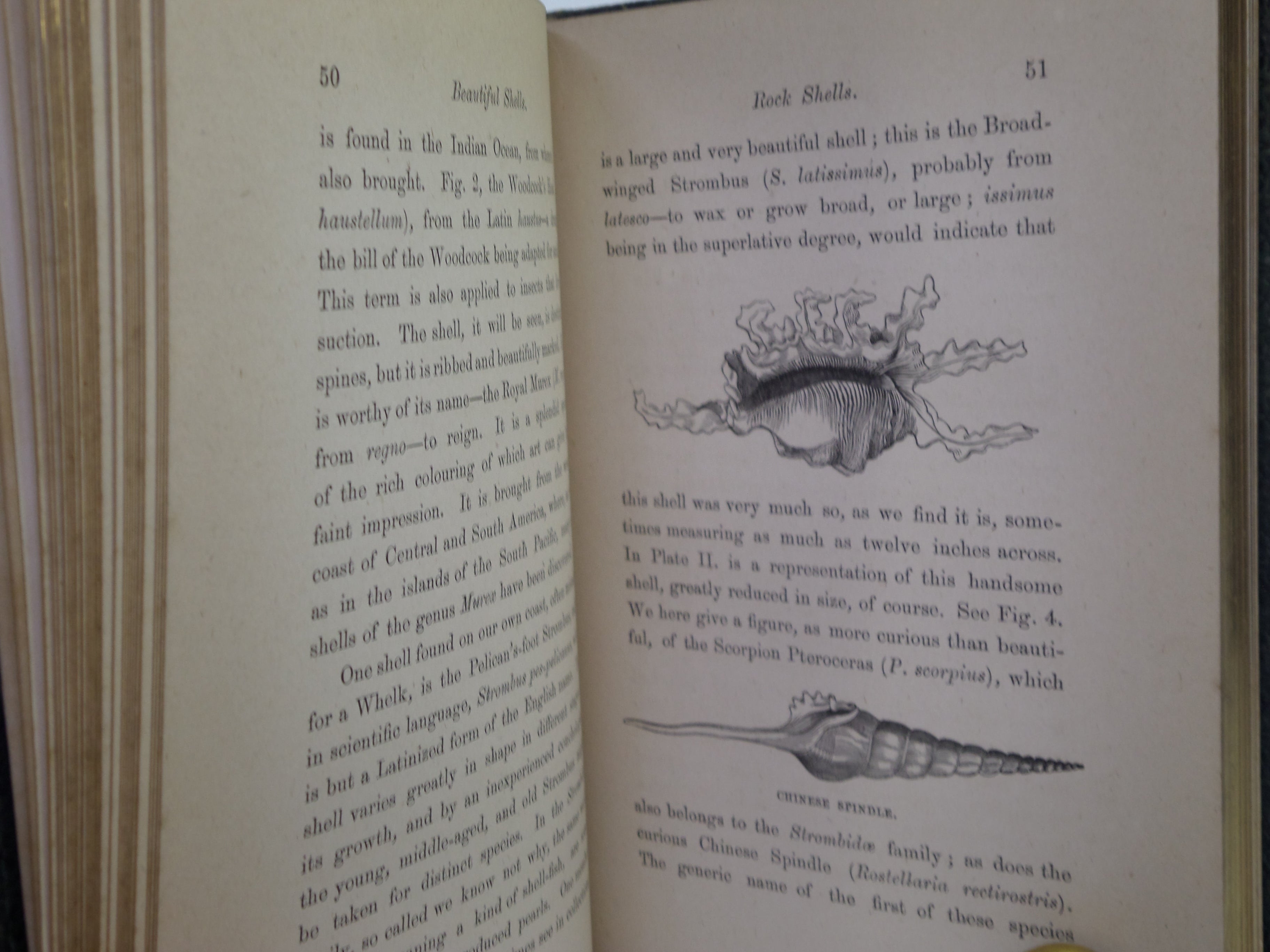 BEAUTIFUL SHELLS; THEIR NATURE, STRUCTURE & USES 1871 HENRY ADAMS, FINE BINDING