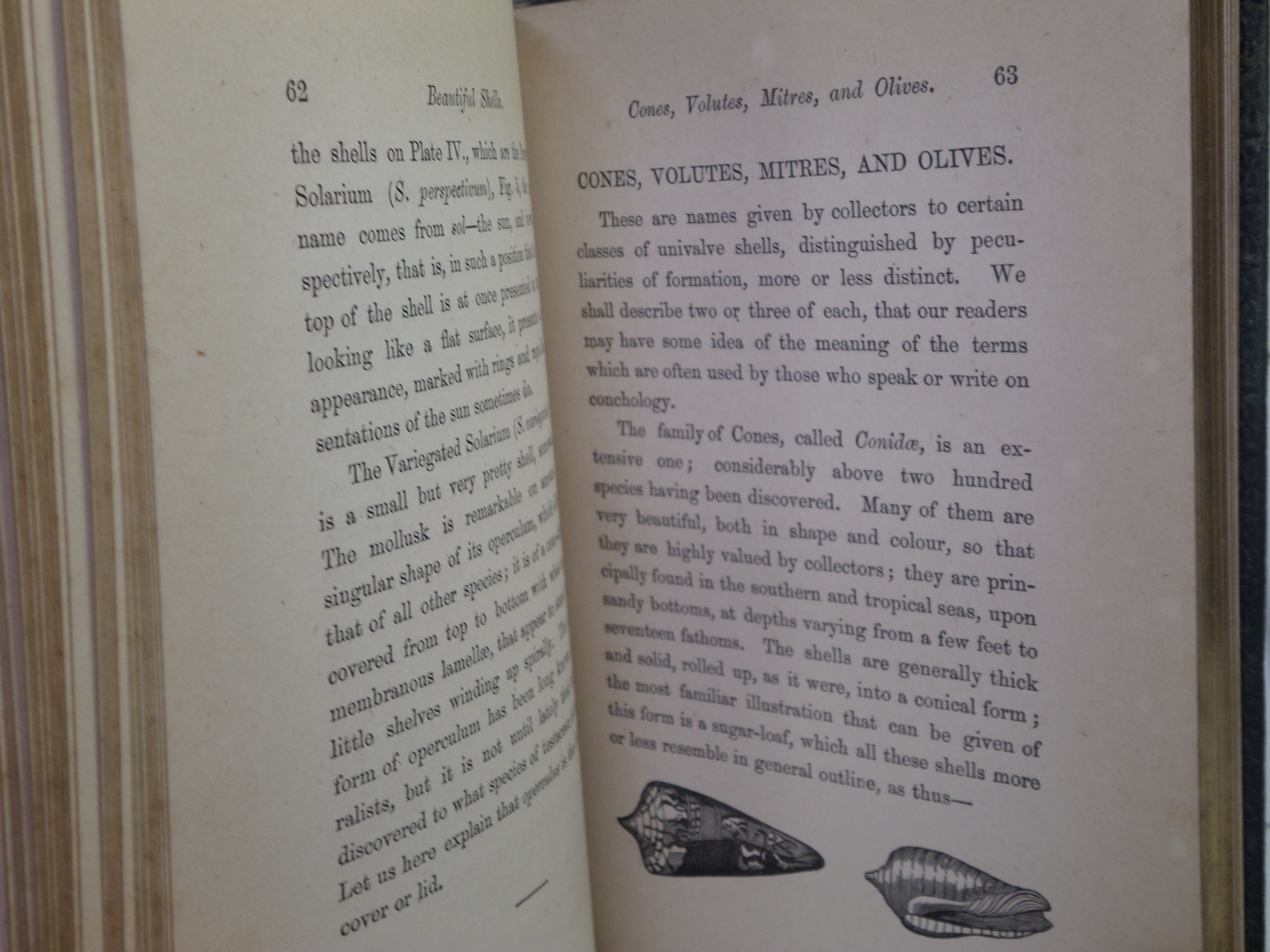 BEAUTIFUL SHELLS; THEIR NATURE, STRUCTURE & USES 1871 HENRY ADAMS, FINE BINDING
