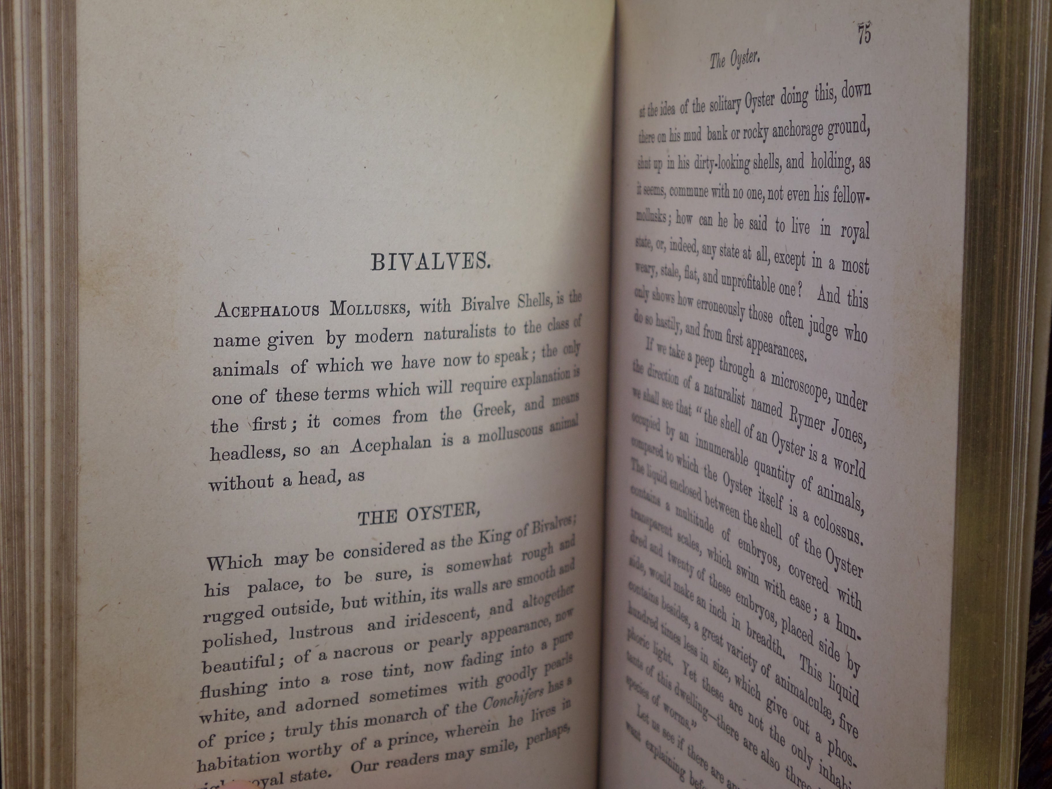 BEAUTIFUL SHELLS; THEIR NATURE, STRUCTURE & USES 1871 HENRY ADAMS, FINE BINDING