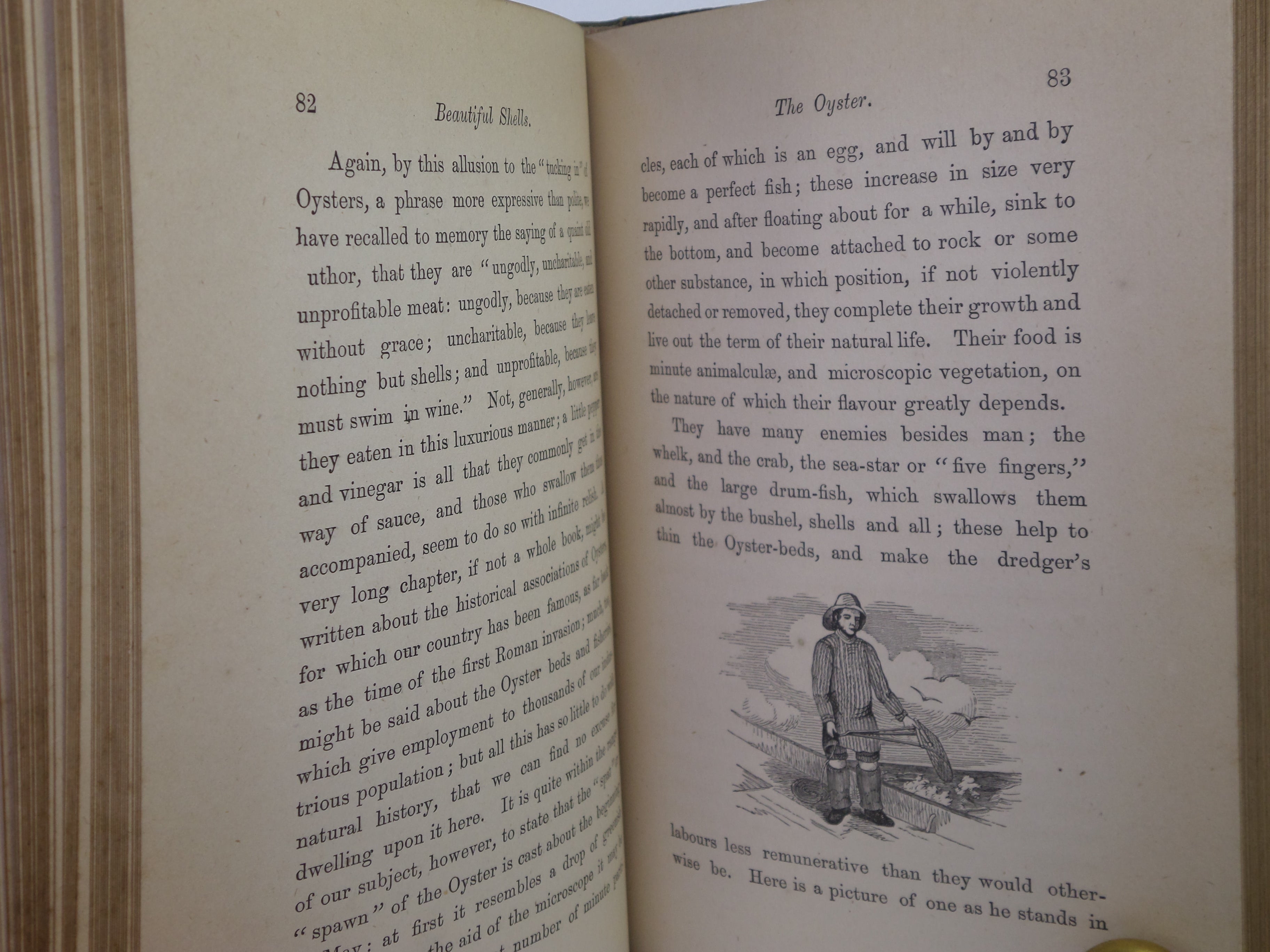 BEAUTIFUL SHELLS; THEIR NATURE, STRUCTURE & USES 1871 HENRY ADAMS, FINE BINDING