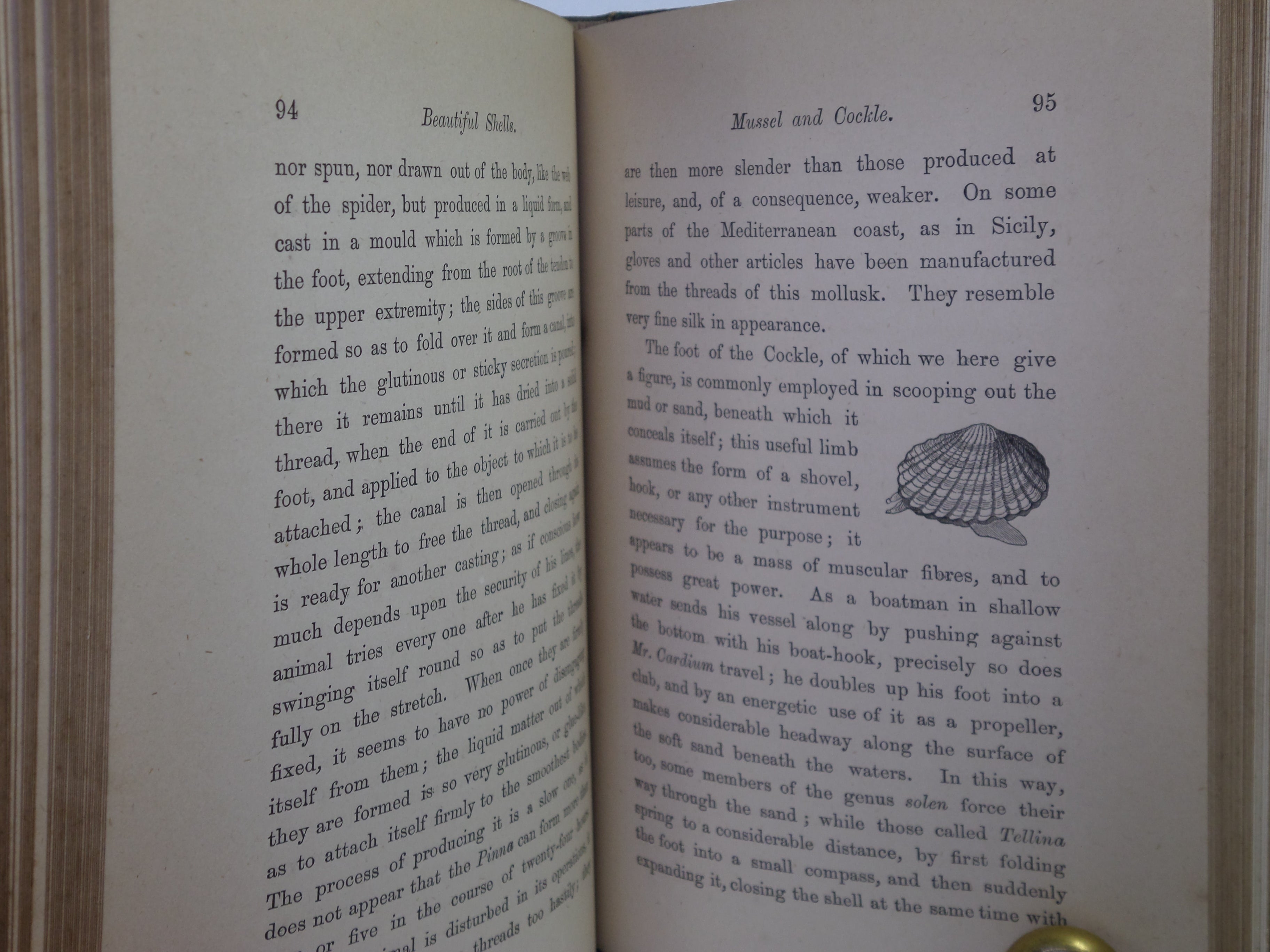 BEAUTIFUL SHELLS; THEIR NATURE, STRUCTURE & USES 1871 HENRY ADAMS, FINE BINDING
