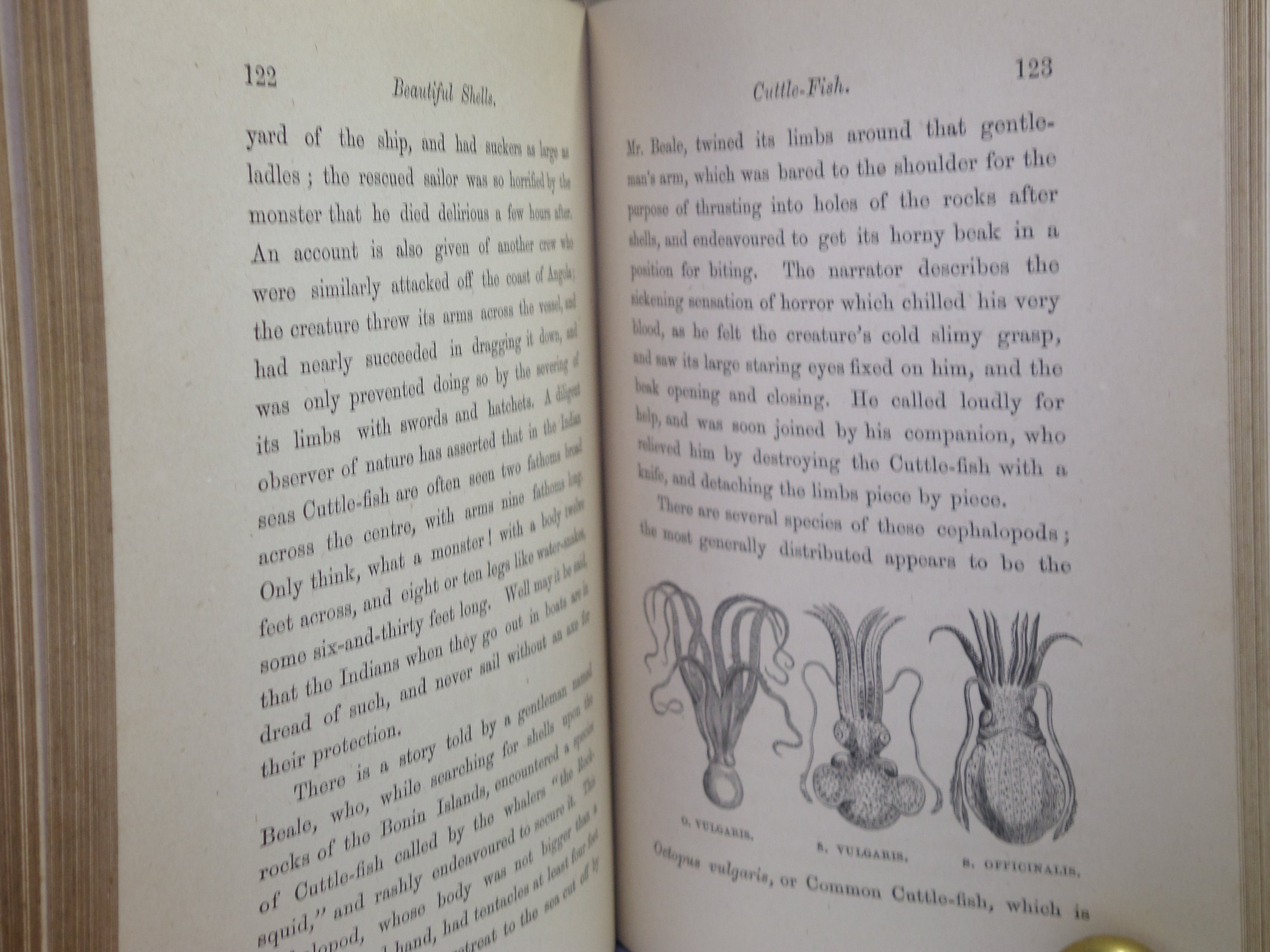 BEAUTIFUL SHELLS; THEIR NATURE, STRUCTURE & USES 1871 HENRY ADAMS, FINE BINDING