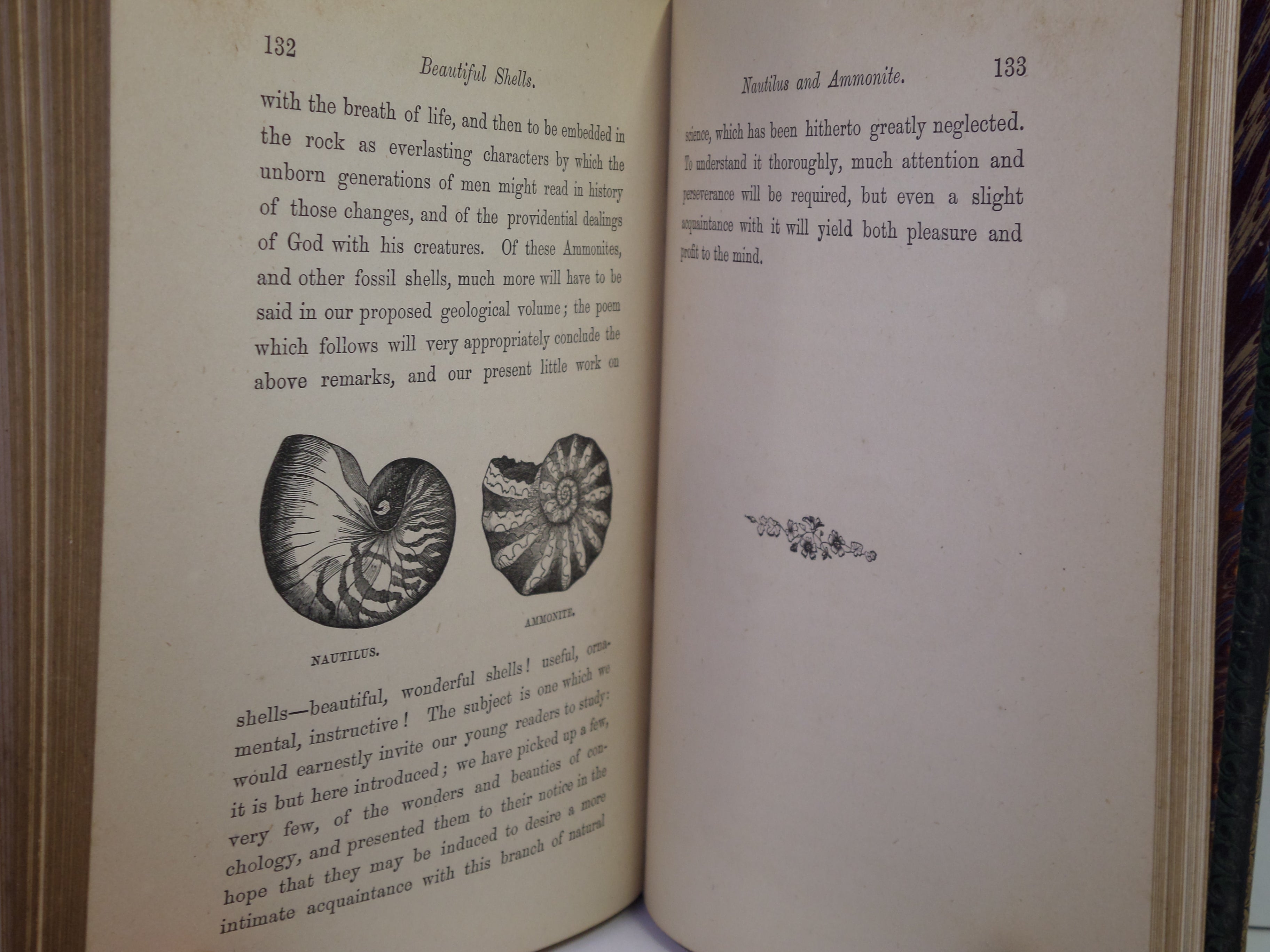 BEAUTIFUL SHELLS; THEIR NATURE, STRUCTURE & USES 1871 HENRY ADAMS, FINE BINDING