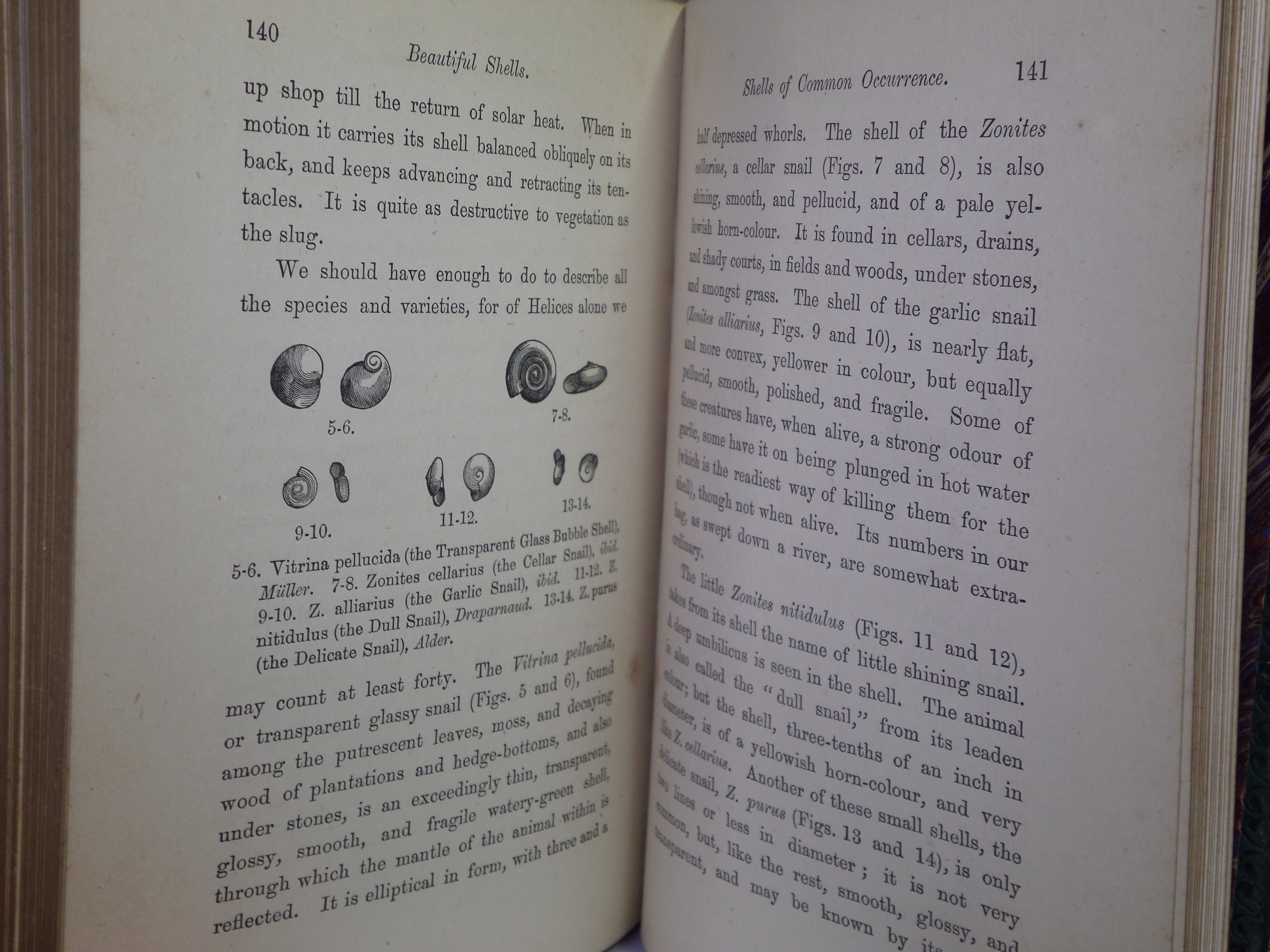 BEAUTIFUL SHELLS; THEIR NATURE, STRUCTURE & USES 1871 HENRY ADAMS, FINE BINDING