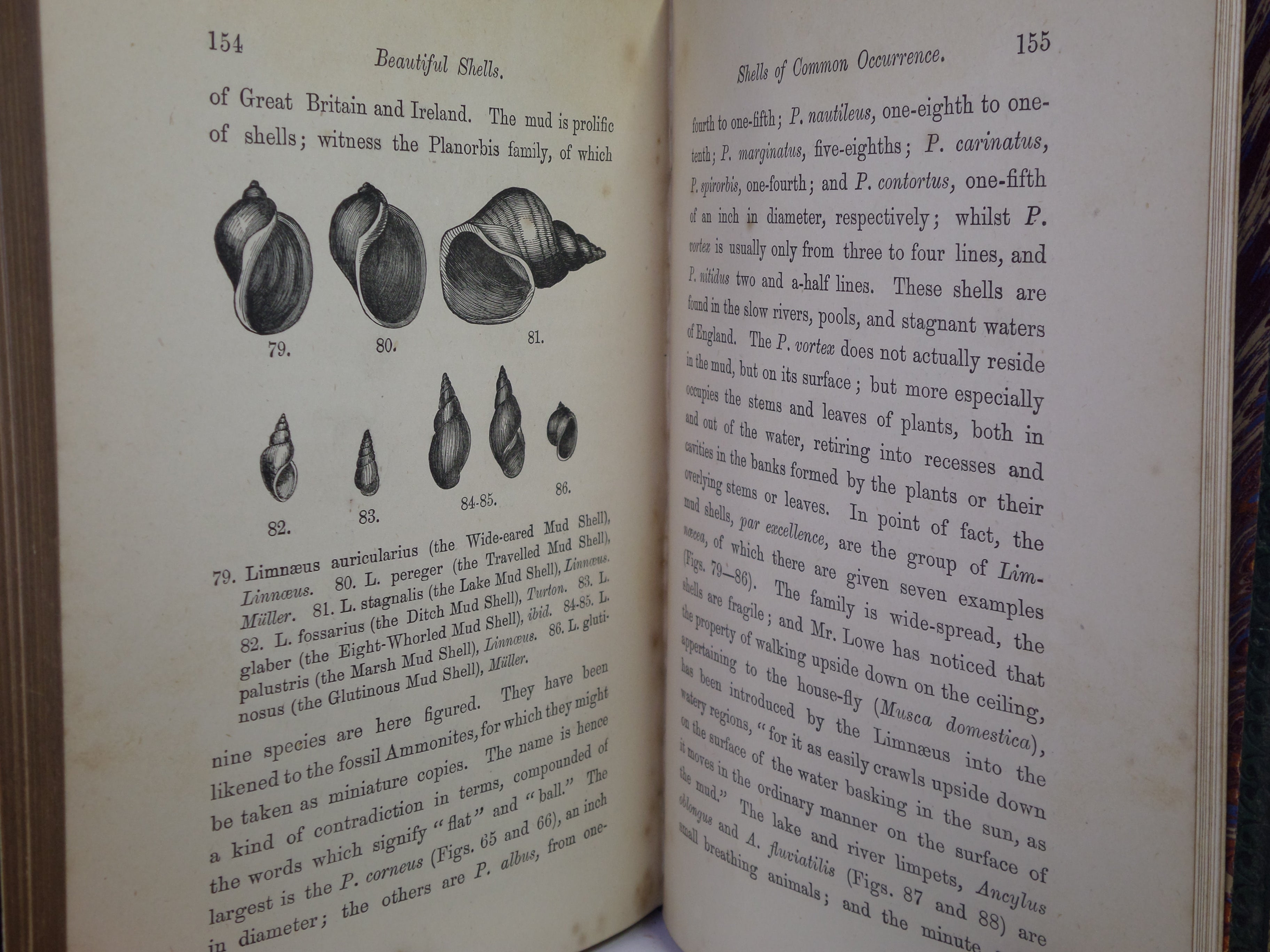 BEAUTIFUL SHELLS; THEIR NATURE, STRUCTURE & USES 1871 HENRY ADAMS, FINE BINDING