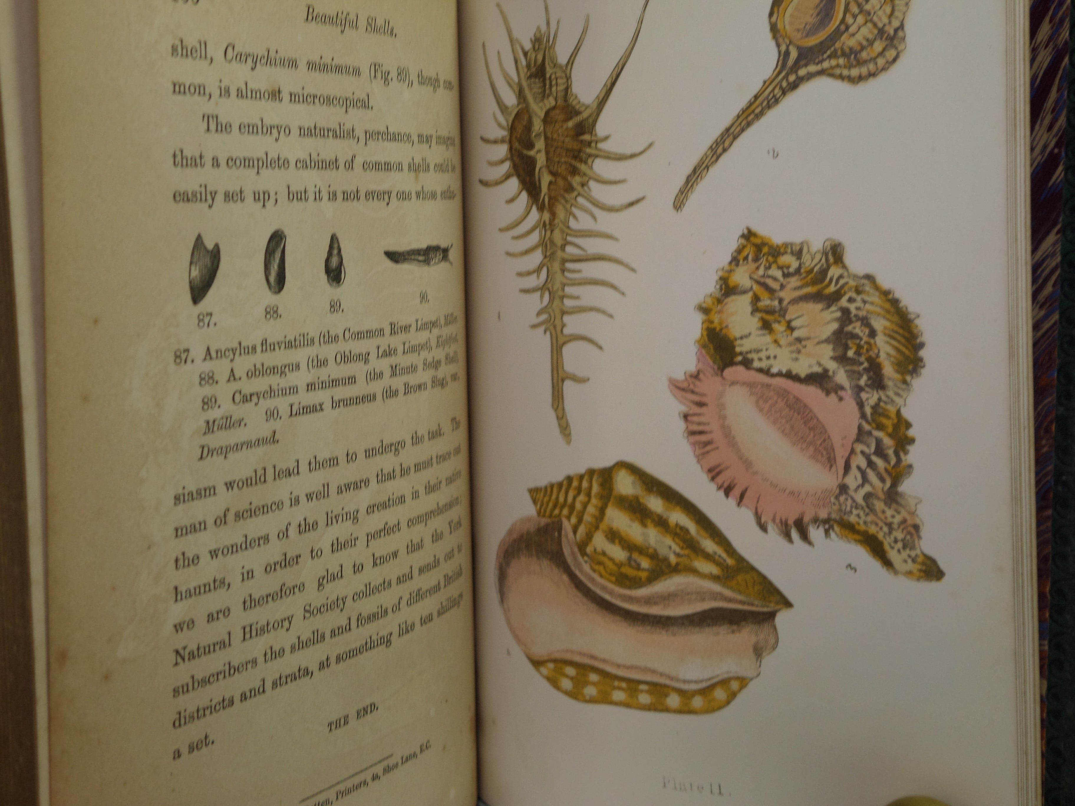 BEAUTIFUL SHELLS; THEIR NATURE, STRUCTURE & USES 1871 HENRY ADAMS, FINE BINDING